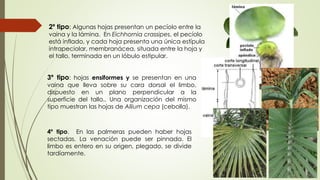 2º tipo: Algunas hojas presentan un pecíolo entre la
vaina y la lámina. En Eichhornia crassipes, el pecíolo
está inflado, y cada hoja presenta una única estípula
intrapeciolar, membranácea, situada entre la hoja y
el tallo, terminada en un lóbulo estipular.
3º tipo: hojas ensiformes y se presentan en una
vaina que lleva sobre su cara dorsal el limbo,
dispuesto en un plano perpendicular a la
superficie del tallo.. Una organización del mismo
tipo muestran las hojas de Allium cepa (cebolla).
4º tipo. En las palmeras pueden haber hojas
sectadas. La venación puede ser pinnada. El
limbo es entero en su origen, plegado, se divide
tardíamente.
 