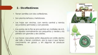 2.- Dicotiledóneas
• Tienen semillas con dos cotiledones.
• Son plantas leñosas y herbáceas.
• Las hojas son anchas, con nervio central y nervios
secundarios (pinnada) y con peciolo.
• Las partes de la flor se encuentran en múltiples de 4-5,
los sépalos normalmente son pequeños y verdes y los
pétalos son grandes y de colores.
• Los haces vasculares están dispuestos en anillo dentro
del tallo y tienen cambium, por lo que si que tienen
crecimiento en grosor, y en algunas se produce
madera.
 