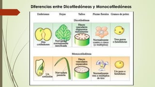 Diferencias entre Dicotiledóneas y Monocotiledóneas
 
