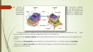  Como ser vivo, las plantas son organismos formados por muchas células
(pluricelulares). El conjunto de células vegetales forma tejidos al igual que los
animales. Estos tejidos se agrupan formando órganos especializados en diferentes
funciones y en su conjunto forman el organismo completo. Órganos y tejidos son
diferentes en los animales y plantas ya que las funciones primarias son diferentes.
Si observamos un dibujo de una célula animal y otra vegetal, podemos ver que
lo que diferencia las células vegetales de las animales es:
- Presencia de pared celular formada básicamente de celulosa que le da rigidez a la
célula.
- Contienen cloroplastos que realizan la fotosíntesis (en su interior tienen clorofila).
- Tienen una gran vacuola que almacena agua y sustancias de reserva y le da
turgencia a la célula.
 