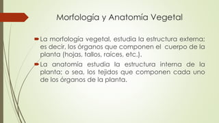Morfología y Anatomía Vegetal
La morfología vegetal, estudia la estructura externa;
es decir, los órganos que componen el cuerpo de la
planta (hojas, tallos, raíces, etc.).
La anatomía estudia la estructura interna de la
planta; o sea, los tejidos que componen cada uno
de los órganos de la planta.
 