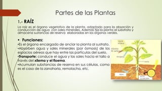 Partes de las Plantas
1.- RAÍZ
La raíz es el órgano vegetativo de la planta, adaptado para la absorción y
conducción de agua con sales minerales. Además fija la planta al substrato y
almacena sustancias de reserva elaboradas en los órganos verdes.
 Funciones:
•Es el órgano encargado de anclar la planta al sustrato.
•Absorben agua y sales minerales (por ósmosis) de los
espacios aéreos que hay entre las partículas del suelo.
•Transporte: conduce el agua y las sales hacia el tallo a
través del xilema y el floema.
•Acumulan substancias de reserva en sus células, como
es el caso de la zanahoria, remolacha, etc.
 