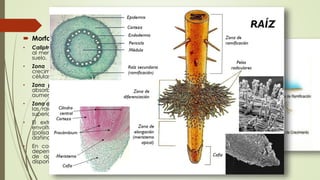  Morfología de la raíz:
• Caliptra o cofia: Se encuentra en el ápice protegiendo
al meristemo apical y ayuda a la raíz a penetrar en el
suelo.
• Zona de crecimiento o alargamiento: Se da el
crecimiento primario, es decir, se da un aumento de
células que hace que la raíz sea más larga.
• Zona pilífera: Se encuentran los pelos radiculares o
absorbentes. Son estructuras epidérmicas que
aumentan la superficie de absorción de la raíz.
• Zona de ramificación: región sin pelos donde se forman
las raíces laterales, se extiende hasta la parte más
superior de la raíz donde se une al tallo.
• El extremo de la raíz está revestido de mucígel,
envoltura viscosa constituida por mucílago
(polisacáridos), que la protege contra productos
dañinos y previene la desecación.
• En condiciones normales, el crecimiento de la raíz
depende sobre todo de la gravedad y de la presencia
de agua. La raíz crece hacia abajo salvo que
disponga de mucho agua en la superficie del suelo.
 
