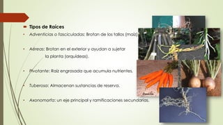  Tipos de Raíces
• Adventicias o fasciculadas: Brotan de los tallos (maíz).
• Aéreas: Brotan en el exterior y ayudan a sujetar
la planta (orquídeas).
• Pivotante: Raíz engrosada que acumula nutrientes.
• Tuberosa: Almacenan sustancias de reserva.
• Axonomorfa: un eje principal y ramificaciones secundarias.
 