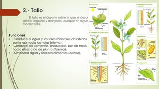 2.- Tallo
El tallo es el órgano sobre el que se desarrollan las hojas y las flores, suele ser
aéreo, erguido y alargado, aunque en algunas plantas presenta una estructura
modificada.
Funciones:
• Conduce el agua y las sales minerales absorbidos
por la raíz hacia las hojas (xilema).
• Conduce los alimentos producidos por las hojas
hacia el resto de de planta (floema).
• Almacena agua y sintetiza alimentos (cactus).
 