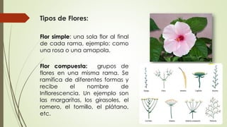 Tipos de Flores:
Flor simple: una sola flor al final
de cada rama, ejemplo: como
una rosa o una amapola.
Flor compuesta: g...