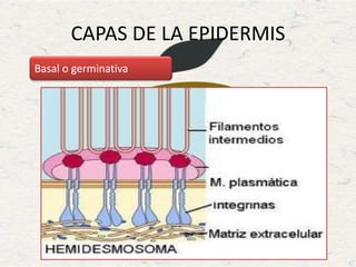 CAPAS DE LA EPIDERMIS
Basal o germinativa
 