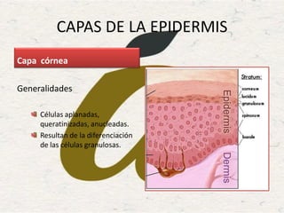 CAPAS DE LA EPIDERMIS
Capa córnea
Generalidades
Células aplanadas,
queratinizadas, anucleadas.
Resultan de la diferenciación
de las células granulosas.
 