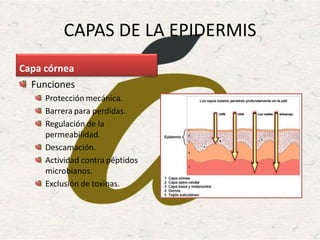 CAPAS DE LA EPIDERMIS
Funciones
Protección mecánica.
Barrera para perdidas.
Regulación de la
permeabilidad.
Descamación.
Actividad contra péptidos
microbianos.
Exclusión de toxinas.
Capa córnea
 