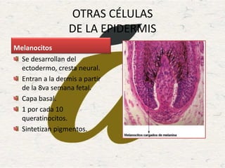 OTRAS CÉLULAS
DE LA EPIDERMIS
Melanocitos
Se desarrollan del
ectodermo, cresta neural.
Entran a la dermis a partir
de la 8va semana fetal.
Capa basal.
1 por cada 10
queratinocitos.
Sintetizan pigmentos.
 