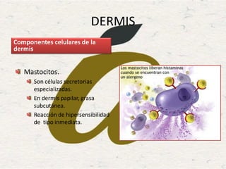 DERMIS
Mastocitos.
Son células secretorias
especializadas.
En dermis papilar, grasa
subcutánea.
Reacción de hipersensibilidad
de tipo inmediata.
Componentes celulares de la
dermis
 