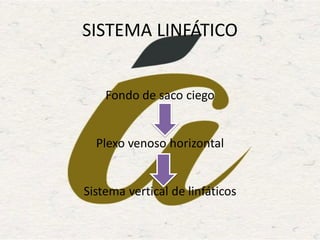SISTEMA LINFÁTICO
Fondo de saco ciego
Plexo venoso horizontal
Sistema vertical de linfáticos
 