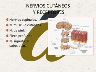 NERVIOS CUTÁNEOS
Y RECEPTORES
Nervios espinales.
N. musculo cutáneos.
N. de piel.
Plexo profundo.
N. superficial
subpapilar.
 