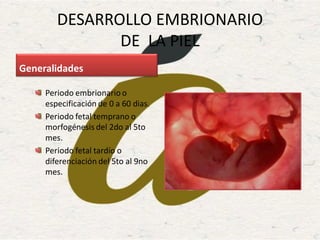 DESARROLLO EMBRIONARIO
DE LA PIEL
Generalidades
Periodo embrionario o
especificación de 0 a 60 dias.
Periodo fetal temprano o
morfogénesis del 2do al 5to
mes.
Periodo fetal tardío o
diferenciación del 5to al 9no
mes.
 