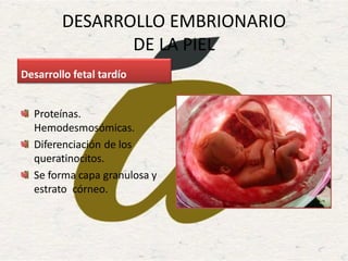 DESARROLLO EMBRIONARIO
DE LA PIEL
Desarrollo fetal tardío
Proteínas.
Hemodesmosómicas.
Diferenciación de los
queratinocitos.
Se forma capa granulosa y
estrato córneo.
 