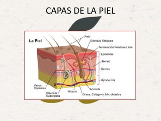 CAPAS DE LA PIEL
 