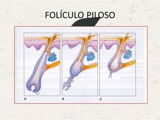 FOLÍCULO PILOSO
 