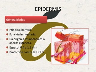 EPIDERMIS
Principal barrera.
Función inmunitaria.
Da origen a los apéndices o
anexos cutáneos.
Espesor 0.4 a 1.5 mm
Protección contra la luz UV.
Generalidades
 