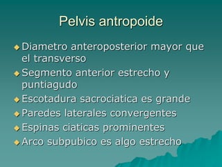 Pelvis antropoide
 Diametro anteroposterior mayor que
el transverso
 Segmento anterior estrecho y
puntiagudo
 Escotadur...