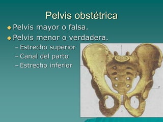Pelvis obstétrica
 Pelvis mayor o falsa.
 Pelvis menor o verdadera.
– Estrecho superior
– Canal del parto
– Estrecho inf...