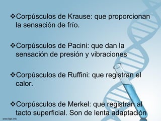 Reseptor Pacini Ruffini 1_CLASE_TEJIDO_TEGUMENTARIO__copia_2.pdf