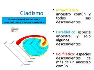 Cladismo
10
• Monofilético:
ancestro común y
todos sus
descendientes.
• Parafilético: especie
ancestral y solo
algunos
descendientes.
• Polifilético: especies
descendientes de
más de un ancestro
común.
Grupos sistemáticos reconoce
características exclusivas y derivadas
 