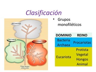 • Grupos
monofiléticos
DOMINIO REINO
Bacteria
Procariotas
Archaea
Eucariota
Protista
Vegetal
Hongos
Animal
Clasificación
 
