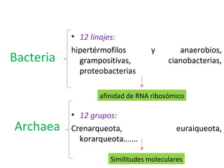 Bacteria
• 12 linajes:
hipertérmofilos y anaerobios,
grampositivas, cianobacterias,
proteobacterias
15
Archaea
• 12 grupos:
Crenarqueota, euraiqueota,
korarqueota…….
afinidad de RNA ribosómico
Similitudes moleculares
 
