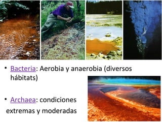 • Bacteria: Aerobia y anaerobia (diversos
hábitats)
• Archaea: condiciones
extremas y moderadas 16
 