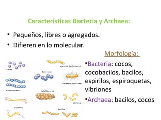 Características Bacteria y Archaea:
Morfología:
•Bacteria: cocos,
cocobacilos, bacilos,
espirilos, espiroquetas,
vibriones
•Archaea: bacilos, cocos
17
• Pequeños, libres o agregados.
• Difieren en lo molecular.
 