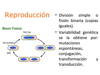 Reproducción • División simple o
fisión binaria (copias
iguales).
• Variabilidad genética
se la obtiene por:
mutaciones
espontáneas,
conjugación,
transformación y
transducción.
 
