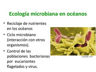 Ecología microbiana en océanos
• Reciclaje de nutrientes
en los océanos
• Ciclo microbiano
(interacción con otros
organismos).
• Control de las
poblaciones bacterianas
por eucariontes
flagelados y virus.
Coppedge, 2010
 