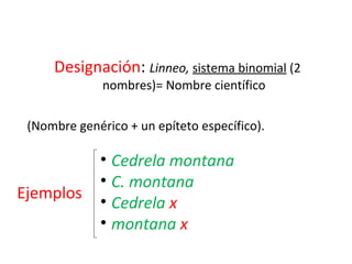 Designación: Linneo, sistema binomial (2
nombres)= Nombre científico
(Nombre genérico + un epíteto específico).
5
• Cedrela montana
• C. montana
• Cedrela x
• montana x
Ejemplos
 