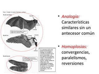• Analogía:
Características
similares sin un
antecesor común
• Homoplasias:
convergencias,
paralelismos,
reversiones
 