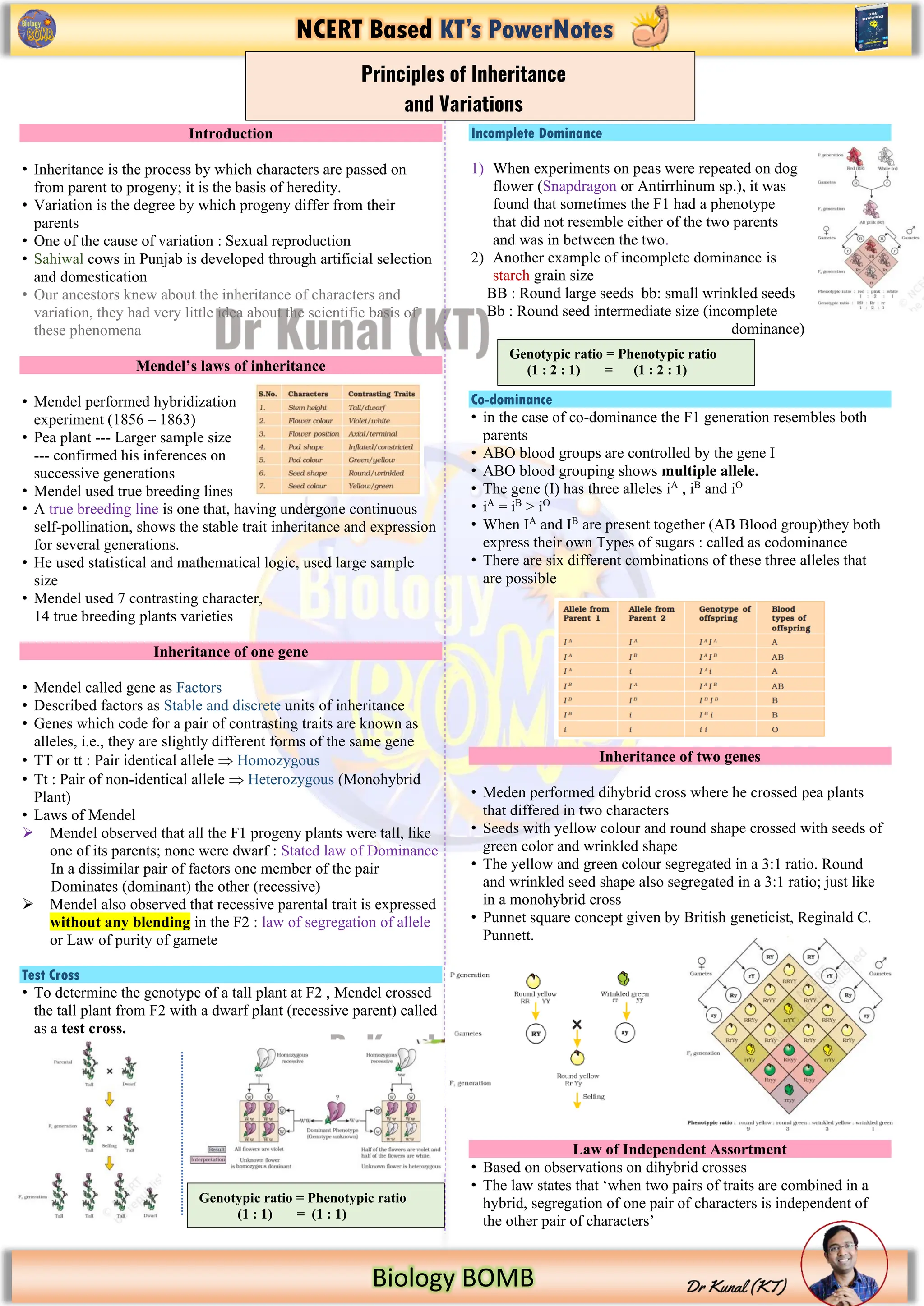 NCERT Based KT’s PowerNotes
Biology BOMB
Introduction
• Inheritance is the process by which characters are passed on
from parent to progeny; it is the basis of heredity.
• Variation is the degree by which progeny differ from their
parents
• One of the cause of variation : Sexual reproduction
• Sahiwal cows in Punjab is developed through artificial selection
and domestication
• Our ancestors knew about the inheritance of characters and
variation, they had very little idea about the scientific basis of
these phenomena
Mendel’s laws of inheritance
• Mendel performed hybridization
experiment (1856 – 1863)
• Pea plant --- Larger sample size
--- confirmed his inferences on
successive generations
• Mendel used true breeding lines
• A true breeding line is one that, having undergone continuous
self-pollination, shows the stable trait inheritance and expression
for several generations.
• He used statistical and mathematical logic, used large sample
size
• Mendel used 7 contrasting character,
14 true breeding plants varieties
Inheritance of one gene
• Mendel called gene as Factors
• Described factors as Stable and discrete units of inheritance
• Genes which code for a pair of contrasting traits are known as
alleles, i.e., they are slightly different forms of the same gene
• TT or tt : Pair identical allele  Homozygous
• Tt : Pair of non-identical allele  Heterozygous (Monohybrid
Plant)
• Laws of Mendel
➢ Mendel observed that all the F1 progeny plants were tall, like
one of its parents; none were dwarf : Stated law of Dominance
In a dissimilar pair of factors one member of the pair
Dominates (dominant) the other (recessive)
➢ Mendel also observed that recessive parental trait is expressed
without any blending in the F2 : law of segregation of allele
or Law of purity of gamete
Test Cross
• To determine the genotype of a tall plant at F2 , Mendel crossed
the tall plant from F2 with a dwarf plant (recessive parent) called
as a test cross.
Incomplete Dominance
1) When experiments on peas were repeated on dog
flower (Snapdragon or Antirrhinum sp.), it was
found that sometimes the F1 had a phenotype
that did not resemble either of the two parents
and was in between the two.
2) Another example of incomplete dominance is
starch grain size
BB : Round large seeds bb: small wrinkled seeds
Bb : Round seed intermediate size (incomplete
dominance)
Co-dominance
• in the case of co-dominance the F1 generation resembles both
parents
• ABO blood groups are controlled by the gene I
• ABO blood grouping shows multiple allele.
• The gene (I) has three alleles iA
, iB
and iO
• iA
= iB
> iO
• When IA
and IB
are present together (AB Blood group)they both
express their own Types of sugars : called as codominance
• There are six different combinations of these three alleles that
are possible
Inheritance of two genes
• Meden performed dihybrid cross where he crossed pea plants
that differed in two characters
• Seeds with yellow colour and round shape crossed with seeds of
green color and wrinkled shape
• The yellow and green colour segregated in a 3:1 ratio. Round
and wrinkled seed shape also segregated in a 3:1 ratio; just like
in a monohybrid cross
• Punnet square concept given by British geneticist, Reginald C.
Punnett.
Law of Independent Assortment
• Based on observations on dihybrid crosses
• The law states that ‘when two pairs of traits are combined in a
hybrid, segregation of one pair of characters is independent of
the other pair of characters’
Principles of Inheritance
and Variations
Genotypic ratio = Phenotypic ratio
(1 : 1) = (1 : 1)
Genotypic ratio = Phenotypic ratio
(1 : 2 : 1) = (1 : 2 : 1)
 