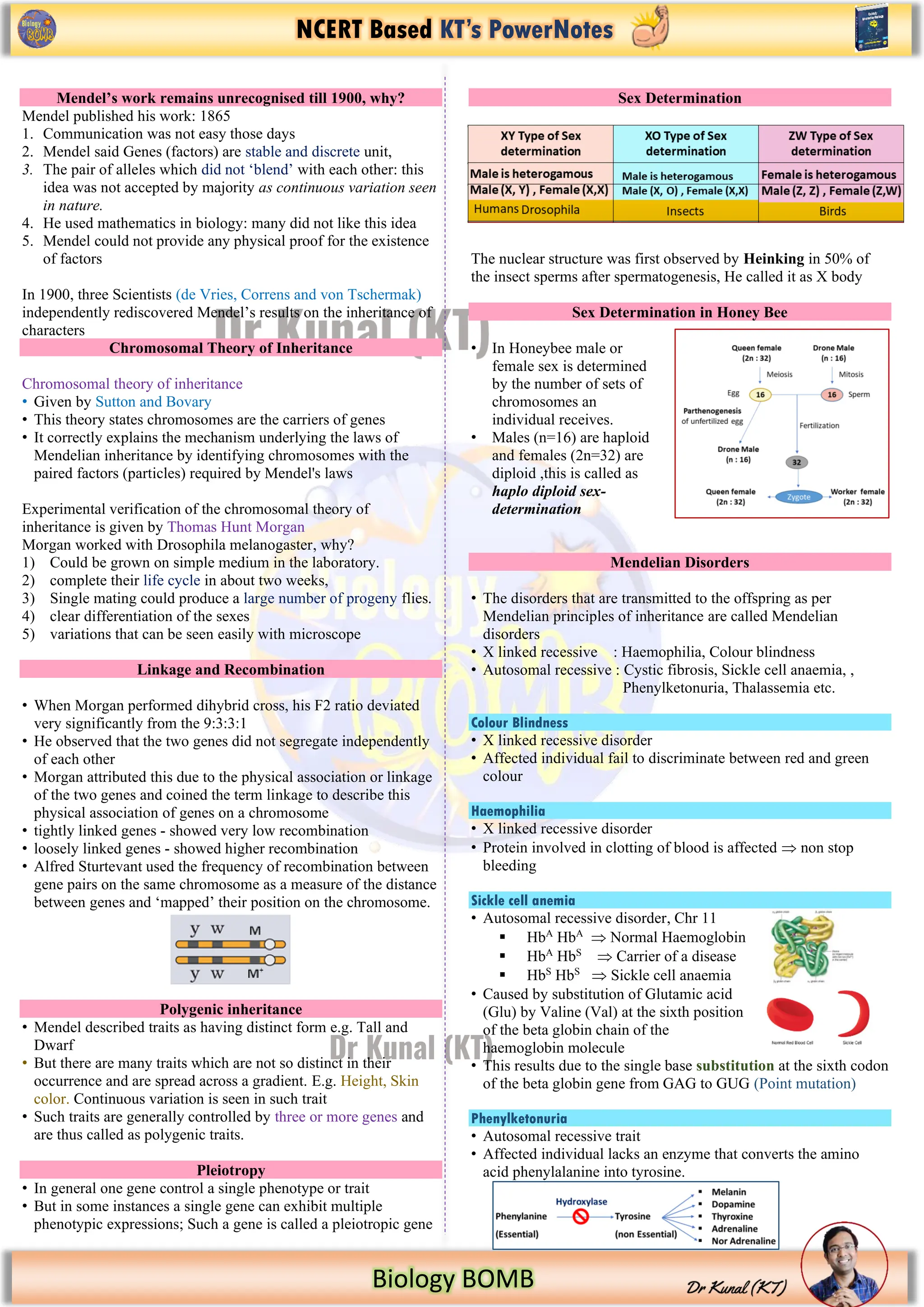 NCERT Based KT’s PowerNotes
Biology BOMB
Mendel’s work remains unrecognised till 1900, why?
Mendel published his work: 1865
1. Communication was not easy those days
2. Mendel said Genes (factors) are stable and discrete unit,
3. The pair of alleles which did not ‘blend’ with each other: this
idea was not accepted by majority as continuous variation seen
in nature.
4. He used mathematics in biology: many did not like this idea
5. Mendel could not provide any physical proof for the existence
of factors
In 1900, three Scientists (de Vries, Correns and von Tschermak)
independently rediscovered Mendel’s results on the inheritance of
characters
Chromosomal Theory of Inheritance
Chromosomal theory of inheritance
• Given by Sutton and Bovary
• This theory states chromosomes are the carriers of genes
• It correctly explains the mechanism underlying the laws of
Mendelian inheritance by identifying chromosomes with the
paired factors (particles) required by Mendel's laws
Experimental verification of the chromosomal theory of
inheritance is given by Thomas Hunt Morgan
Morgan worked with Drosophila melanogaster, why?
1) Could be grown on simple medium in the laboratory.
2) complete their life cycle in about two weeks,
3) Single mating could produce a large number of progeny flies.
4) clear differentiation of the sexes
5) variations that can be seen easily with microscope
Linkage and Recombination
• When Morgan performed dihybrid cross, his F2 ratio deviated
very significantly from the 9:3:3:1
• He observed that the two genes did not segregate independently
of each other
• Morgan attributed this due to the physical association or linkage
of the two genes and coined the term linkage to describe this
physical association of genes on a chromosome
• tightly linked genes - showed very low recombination
• loosely linked genes - showed higher recombination
• Alfred Sturtevant used the frequency of recombination between
gene pairs on the same chromosome as a measure of the distance
between genes and ‘mapped’ their position on the chromosome.
Polygenic inheritance
• Mendel described traits as having distinct form e.g. Tall and
Dwarf
• But there are many traits which are not so distinct in their
occurrence and are spread across a gradient. E.g. Height, Skin
color. Continuous variation is seen in such trait
• Such traits are generally controlled by three or more genes and
are thus called as polygenic traits.
Pleiotropy
• In general one gene control a single phenotype or trait
• But in some instances a single gene can exhibit multiple
phenotypic expressions; Such a gene is called a pleiotropic gene
Sex Determination
The nuclear structure was first observed by Heinking in 50% of
the insect sperms after spermatogenesis, He called it as X body
Sex Determination in Honey Bee
• In Honeybee male or
female sex is determined
by the number of sets of
chromosomes an
individual receives.
• Males (n=16) are haploid
and females (2n=32) are
diploid ,this is called as
haplo diploid sex-
determination
Mendelian Disorders
• The disorders that are transmitted to the offspring as per
Mendelian principles of inheritance are called Mendelian
disorders
• X linked recessive : Haemophilia, Colour blindness
• Autosomal recessive : Cystic fibrosis, Sickle cell anaemia, ,
Phenylketonuria, Thalassemia etc.
Colour Blindness
• X linked recessive disorder
• Affected individual fail to discriminate between red and green
colour
Haemophilia
• X linked recessive disorder
• Protein involved in clotting of blood is affected  non stop
bleeding
Sickle cell anemia
• Autosomal recessive disorder, Chr 11
▪ HbA
HbA
 Normal Haemoglobin
▪ HbA
HbS
 Carrier of a disease
▪ HbS
HbS
 Sickle cell anaemia
• Caused by substitution of Glutamic acid
(Glu) by Valine (Val) at the sixth position
of the beta globin chain of the
haemoglobin molecule
• This results due to the single base substitution at the sixth codon
of the beta globin gene from GAG to GUG (Point mutation)
Phenylketonuria
• Autosomal recessive trait
• Affected individual lacks an enzyme that converts the amino
acid phenylalanine into tyrosine.
 