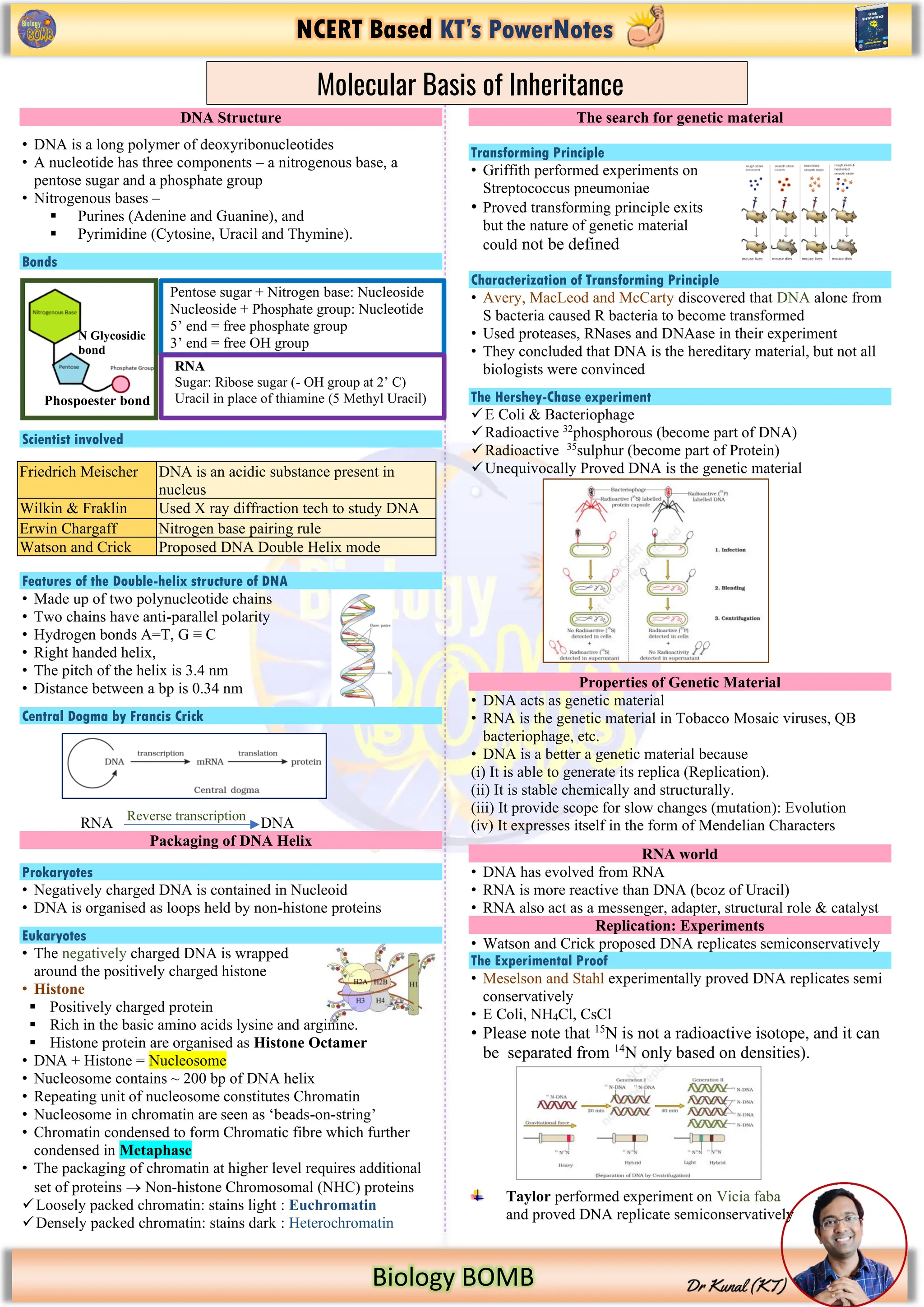 NCERT Based KT’s PowerNotes
Biology BOMB
DNA Structure
• DNA is a long polymer of deoxyribonucleotides
• A nucleotide has three components – a nitrogenous base, a
pentose sugar and a phosphate group
• Nitrogenous bases –
▪ Purines (Adenine and Guanine), and
▪ Pyrimidine (Cytosine, Uracil and Thymine).
Bonds
Scientist involved
Features of the Double-helix structure of DNA
• Made up of two polynucleotide chains
• Two chains have anti-parallel polarity
• Hydrogen bonds A=T, G ≡ C
• Right handed helix,
• The pitch of the helix is 3.4 nm
• Distance between a bp is 0.34 nm
Central Dogma by Francis Crick
RNA DNA
Packaging of DNA Helix
Prokaryotes
• Negatively charged DNA is contained in Nucleoid
• DNA is organised as loops held by non-histone proteins
Eukaryotes
• The negatively charged DNA is wrapped
around the positively charged histone
• Histone
▪ Positively charged protein
▪ Rich in the basic amino acids lysine and arginine.
▪ Histone protein are organised as Histone Octamer
• DNA + Histone = Nucleosome
• Nucleosome contains ~ 200 bp of DNA helix
• Repeating unit of nucleosome constitutes Chromatin
• Nucleosome in chromatin are seen as ‘beads-on-string’
• Chromatin condensed to form Chromatic fibre which further
condensed in Metaphase
• The packaging of chromatin at higher level requires additional
set of proteins → Non-histone Chromosomal (NHC) proteins
✓Loosely packed chromatin: stains light : Euchromatin
✓Densely packed chromatin: stains dark : Heterochromatin
The search for genetic material
Transforming Principle
• Griffith performed experiments on
Streptococcus pneumoniae
• Proved transforming principle exits
but the nature of genetic material
could not be defined
Characterization of Transforming Principle
• Avery, MacLeod and McCarty discovered that DNA alone from
S bacteria caused R bacteria to become transformed
• Used proteases, RNases and DNAase in their experiment
• They concluded that DNA is the hereditary material, but not all
biologists were convinced
The Hershey-Chase experiment
✓E Coli & Bacteriophage
✓Radioactive 32
phosphorous (become part of DNA)
✓Radioactive 35
sulphur (become part of Protein)
✓Unequivocally Proved DNA is the genetic material
Properties of Genetic Material
• DNA acts as genetic material
• RNA is the genetic material in Tobacco Mosaic viruses, QB
bacteriophage, etc.
• DNA is a better a genetic material because
(i) It is able to generate its replica (Replication).
(ii) It is stable chemically and structurally.
(iii) It provide scope for slow changes (mutation): Evolution
(iv) It expresses itself in the form of Mendelian Characters
RNA world
• DNA has evolved from RNA
• RNA is more reactive than DNA (bcoz of Uracil)
• RNA also act as a messenger, adapter, structural role & catalyst
Replication: Experiments
• Watson and Crick proposed DNA replicates semiconservatively
The Experimental Proof
• Meselson and Stahl experimentally proved DNA replicates semi
conservatively
• E Coli, NH4Cl, CsCl
• Please note that 15
N is not a radioactive isotope, and it can
be separated from 14
N only based on densities).
Taylor performed experiment on Vicia faba
and proved DNA replicate semiconservatively
Molecular Basis of Inheritance
N Glycosidic
bond
Phospoester bond
Pentose sugar + Nitrogen base: Nucleoside
Nucleoside + Phosphate group: Nucleotide
5’ end = free phosphate group
3’ end = free OH group
RNA
Sugar: Ribose sugar (- OH group at 2’ C)
Uracil in place of thiamine (5 Methyl Uracil)
Friedrich Meischer DNA is an acidic substance present in
nucleus
Wilkin & Fraklin Used X ray diffraction tech to study DNA
Erwin Chargaff Nitrogen base pairing rule
Watson and Crick Proposed DNA Double Helix mode
Reverse transcription
 