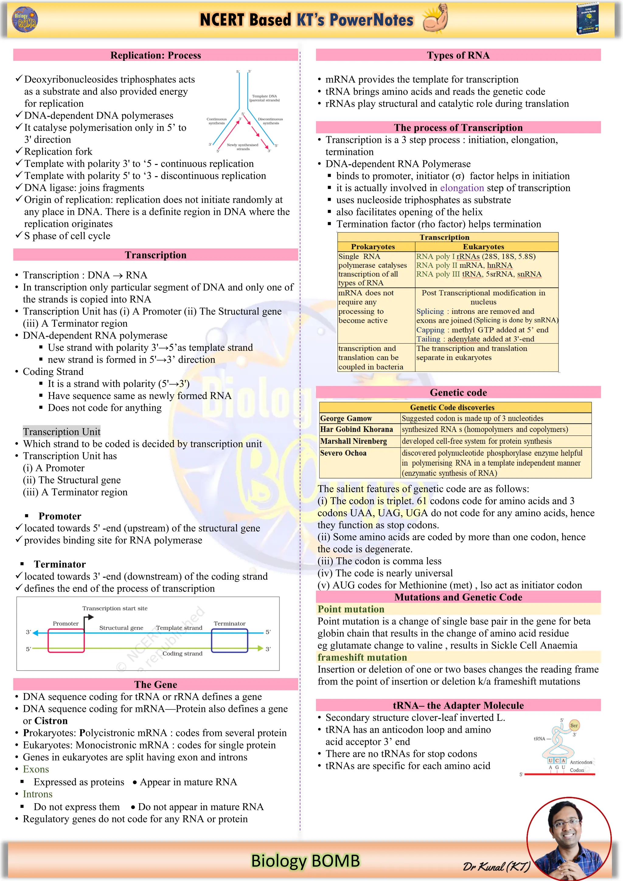 NCERT Based KT’s PowerNotes
Biology BOMB
Replication: Process
✓Deoxyribonucleosides triphosphates acts
as a substrate and also provided energy
for replication
✓DNA-dependent DNA polymerases
✓It catalyse polymerisation only in 5’ to
3' direction
✓Replication fork
✓Template with polarity 3' to ‘5 - continuous replication
✓Template with polarity 5' to ‘3 - discontinuous replication
✓DNA ligase: joins fragments
✓Origin of replication: replication does not initiate randomly at
any place in DNA. There is a definite region in DNA where the
replication originates
✓S phase of cell cycle
Transcription
• Transcription : DNA → RNA
• In transcription only particular segment of DNA and only one of
the strands is copied into RNA
• Transcription Unit has (i) A Promoter (ii) The Structural gene
(iii) A Terminator region
• DNA-dependent RNA polymerase
▪ Use strand with polarity 3'→5’as template strand
▪ new strand is formed in 5'→3’ direction
• Coding Strand
▪ It is a strand with polarity (5'→3')
▪ Have sequence same as newly formed RNA
▪ Does not code for anything
Transcription Unit
• Which strand to be coded is decided by transcription unit
• Transcription Unit has
(i) A Promoter
(ii) The Structural gene
(iii) A Terminator region
▪ Promoter
✓located towards 5' -end (upstream) of the structural gene
✓provides binding site for RNA polymerase
▪ Terminator
✓located towards 3' -end (downstream) of the coding strand
✓defines the end of the process of transcription
The Gene
• DNA sequence coding for tRNA or rRNA defines a gene
• DNA sequence coding for mRNA—Protein also defines a gene
or Cistron
• Prokaryotes: Polycistronic mRNA : codes from several protein
• Eukaryotes: Monocistronic mRNA : codes for single protein
• Genes in eukaryotes are split having exon and introns
• Exons
▪ Expressed as proteins • Appear in mature RNA
• Introns
▪ Do not express them • Do not appear in mature RNA
• Regulatory genes do not code for any RNA or protein
Types of RNA
• mRNA provides the template for transcription
• tRNA brings amino acids and reads the genetic code
• rRNAs play structural and catalytic role during translation
The process of Transcription
• Transcription is a 3 step process : initiation, elongation,
termination
• DNA-dependent RNA Polymerase
▪ binds to promoter, initiator (σ) factor helps in initiation
▪ it is actually involved in elongation step of transcription
▪ uses nucleoside triphosphates as substrate
▪ also facilitates opening of the helix
▪ Termination factor (rho factor) helps termination
Genetic code
The salient features of genetic code are as follows:
(i) The codon is triplet. 61 codons code for amino acids and 3
codons UAA, UAG, UGA do not code for any amino acids, hence
they function as stop codons.
(ii) Some amino acids are coded by more than one codon, hence
the code is degenerate.
(iii) The codon is comma less
(iv) The code is nearly universal
(v) AUG codes for Methionine (met) , lso act as initiator codon
Mutations and Genetic Code
Point mutation
Point mutation is a change of single base pair in the gene for beta
globin chain that results in the change of amino acid residue
eg glutamate change to valine , results in Sickle Cell Anaemia
frameshift mutation
Insertion or deletion of one or two bases changes the reading frame
from the point of insertion or deletion k/a frameshift mutations
tRNA– the Adapter Molecule
• Secondary structure clover-leaf inverted L.
• tRNA has an anticodon loop and amino
acid acceptor 3’ end
• There are no tRNAs for stop codons
• tRNAs are specific for each amino acid
(Splicing is done by snRNA)
 