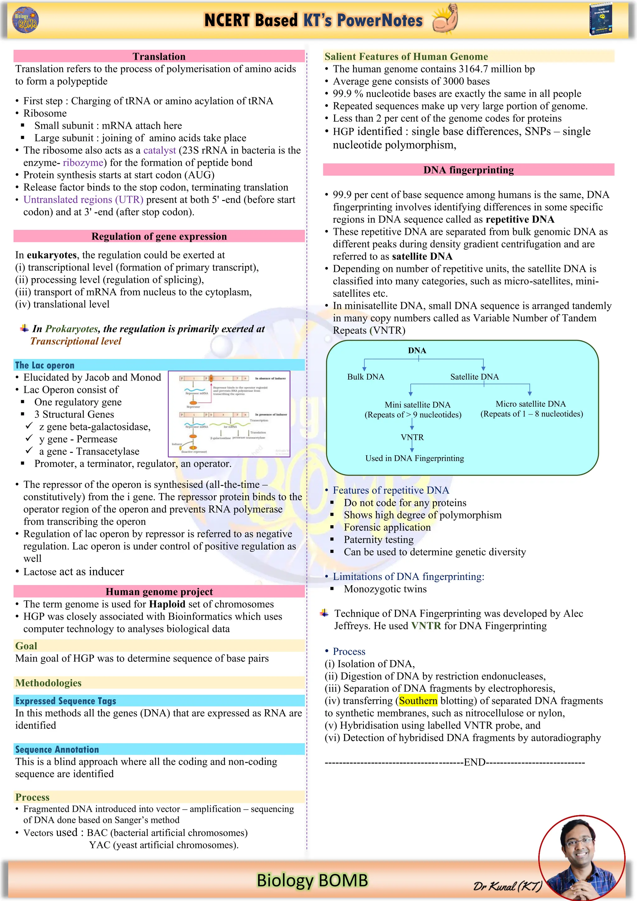 NCERT Based KT’s PowerNotes
Biology BOMB
Translation
Translation refers to the process of polymerisation of amino acids
to form a polypeptide
• First step : Charging of tRNA or amino acylation of tRNA
• Ribosome
▪ Small subunit : mRNA attach here
▪ Large subunit : joining of amino acids take place
• The ribosome also acts as a catalyst (23S rRNA in bacteria is the
enzyme- ribozyme) for the formation of peptide bond
• Protein synthesis starts at start codon (AUG)
• Release factor binds to the stop codon, terminating translation
• Untranslated regions (UTR) present at both 5' -end (before start
codon) and at 3' -end (after stop codon).
Regulation of gene expression
In eukaryotes, the regulation could be exerted at
(i) transcriptional level (formation of primary transcript),
(ii) processing level (regulation of splicing),
(iii) transport of mRNA from nucleus to the cytoplasm,
(iv) translational level
In Prokaryotes, the regulation is primarily exerted at
Transcriptional level
The Lac operon
• Elucidated by Jacob and Monod
• Lac Operon consist of
▪ One regulatory gene
▪ 3 Structural Genes
✓ z gene beta-galactosidase,
✓ y gene - Permease
✓ a gene - Transacetylase
▪ Promoter, a terminator, regulator, an operator.
• The repressor of the operon is synthesised (all-the-time –
constitutively) from the i gene. The repressor protein binds to the
operator region of the operon and prevents RNA polymerase
from transcribing the operon
• Regulation of lac operon by repressor is referred to as negative
regulation. Lac operon is under control of positive regulation as
well
• Lactose act as inducer
Human genome project
• The term genome is used for Haploid set of chromosomes
• HGP was closely associated with Bioinformatics which uses
computer technology to analyses biological data
Goal
Main goal of HGP was to determine sequence of base pairs
Methodologies
Expressed Sequence Tags
In this methods all the genes (DNA) that are expressed as RNA are
identified
Sequence Annotation
This is a blind approach where all the coding and non-coding
sequence are identified
Process
• Fragmented DNA introduced into vector – amplification – sequencing
of DNA done based on Sanger’s method
• Vectors used : BAC (bacterial artificial chromosomes)
YAC (yeast artificial chromosomes).
Salient Features of Human Genome
• The human genome contains 3164.7 million bp
• Average gene consists of 3000 bases
• 99.9 % nucleotide bases are exactly the same in all people
• Repeated sequences make up very large portion of genome.
• Less than 2 per cent of the genome codes for proteins
• HGP identified : single base differences, SNPs – single
nucleotide polymorphism,
DNA fingerprinting
• 99.9 per cent of base sequence among humans is the same, DNA
fingerprinting involves identifying differences in some specific
regions in DNA sequence called as repetitive DNA
• These repetitive DNA are separated from bulk genomic DNA as
different peaks during density gradient centrifugation and are
referred to as satellite DNA
• Depending on number of repetitive units, the satellite DNA is
classified into many categories, such as micro-satellites, mini-
satellites etc.
• In minisatellite DNA, small DNA sequence is arranged tandemly
in many copy numbers called as Variable Number of Tandem
Repeats (VNTR)
• Features of repetitive DNA
▪ Do not code for any proteins
▪ Shows high degree of polymorphism
▪ Forensic application
▪ Paternity testing
▪ Can be used to determine genetic diversity
• Limitations of DNA fingerprinting:
▪ Monozygotic twins
Technique of DNA Fingerprinting was developed by Alec
Jeffreys. He used VNTR for DNA Fingerprinting
• Process
(i) Isolation of DNA,
(ii) Digestion of DNA by restriction endonucleases,
(iii) Separation of DNA fragments by electrophoresis,
(iv) transferring (Southern blotting) of separated DNA fragments
to synthetic membranes, such as nitrocellulose or nylon,
(v) Hybridisation using labelled VNTR probe, and
(vi) Detection of hybridised DNA fragments by autoradiography
---------------------------------------END----------------------------
DNA
Bulk DNA Satellite DNA
Micro satellite DNA
((Repeats of 1 – 8 nucleotides)
Mini satellite DNA
(Repeats of > 9 nucleotides)
VNTR
Used in DNA Fingerprinting
 