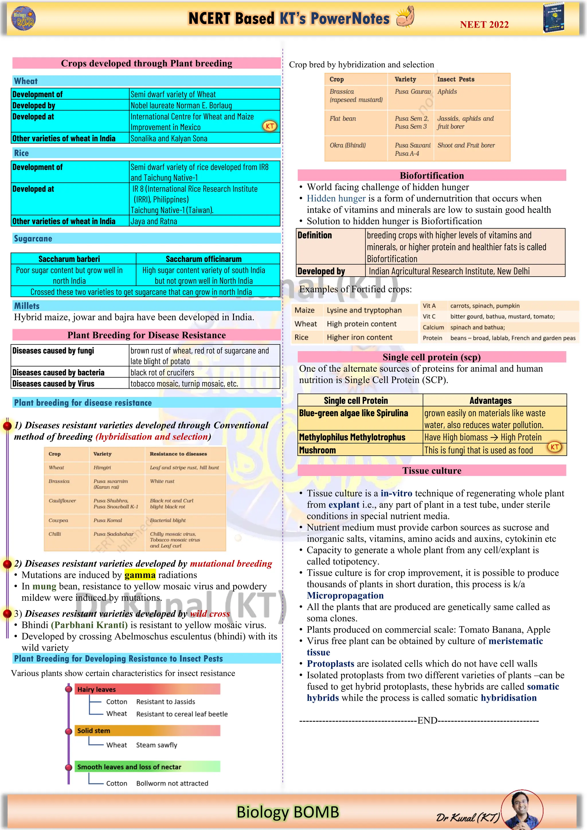NCERT Based KT’s PowerNotes
https://www.google.com/imgres?imgurl=https%3A%2F%2Fi.pinimg.com%2Foriginals%2F2b%2Fd5%2F13%2F2bd5136ecf91f8f079093
Biology BOMB
NEET 2022
Crops developed through Plant breeding
Wheat
Rice
Sugarcane
Millets
Hybrid maize, jowar and bajra have been developed in India.
Plant Breeding for Disease Resistance
Plant breeding for disease resistance
1) Diseases resistant varieties developed through Conventional
method of breeding (hybridisation and selection)
2) Diseases resistant varieties developed by mutational breeding
• Mutations are induced by gamma radiations
• In mung bean, resistance to yellow mosaic virus and powdery
mildew were induced by mutations.
3) Diseases resistant varieties developed by wild cross
• Bhindi (Parbhani Kranti) is resistant to yellow mosaic virus.
• Developed by crossing Abelmoschus esculentus (bhindi) with its
wild variety
Plant Breeding for Developing Resistance to Insect Pests
Biofortification
• World facing challenge of hidden hunger
• Hidden hunger is a form of undernutrition that occurs when
intake of vitamins and minerals are low to sustain good health
• Solution to hidden hunger is Biofortification
Examples of Fortified crops:
Single cell protein (scp)
One of the alternate sources of proteins for animal and human
nutrition is Single Cell Protein (SCP).
Tissue culture
• Tissue culture is a in-vitro technique of regenerating whole plant
from explant i.e., any part of plant in a test tube, under sterile
conditions in special nutrient media.
• Nutrient medium must provide carbon sources as sucrose and
inorganic salts, vitamins, amino acids and auxins, cytokinin etc
• Capacity to generate a whole plant from any cell/explant is
called totipotency.
• Tissue culture is for crop improvement, it is possible to produce
thousands of plants in short duration, this process is k/a
Micropropagation
• All the plants that are produced are genetically same called as
soma clones.
• Plants produced on commercial scale: Tomato Banana, Apple
• Virus free plant can be obtained by culture of meristematic
tissue
• Protoplasts are isolated cells which do not have cell walls
• Isolated protoplasts from two different varieties of plants –can be
fused to get hybrid protoplasts, these hybrids are called somatic
hybrids while the process is called somatic hybridisation
------------------------------------END-------------------------------
Various plants show certain characteristics for insect resistance
Development of Semi dwarf variety of Wheat
Developed by Nobel laureate Norman E. Borlaug
Developed at International Centre for Wheat and Maize
Improvement in Mexico
Other varieties of wheat in India Sonalika and Kalyan Sona
Development of Semi dwarf variety of rice developed from IR8
and Taichung Native-1
Developed at IR 8 (International Rice Research Institute
(IRRI), Philippines)
Taichung Native-1 (Taiwan).
Other varieties of wheat in India Jaya and Ratna
Saccharum barberi Saccharum officinarum
Poor sugar content but grow well in
north India
High sugar content variety of south India
but not grown well in North India
Crossed these two varieties to get sugarcane that can grow in north India
Crop bred by hybridization and selection
Diseases caused by fungi brown rust of wheat, red rot of sugarcane and
late blight of potato
Diseases caused by bacteria black rot of crucifers
Diseases caused by Virus tobacco mosaic, turnip mosaic, etc.
Definition breeding crops with higher levels of vitamins and
minerals, or higher protein and healthier fats is called
Biofortification
Developed by Indian Agricultural Research Institute, New Delhi
Single cell Protein Advantages
Blue-green algae like Spirulina grown easily on materials like waste
water, also reduces water pollution.
Methylophilus Methylotrophus Have High biomass → High Protein
Mushroom This is fungi that is used as food
 