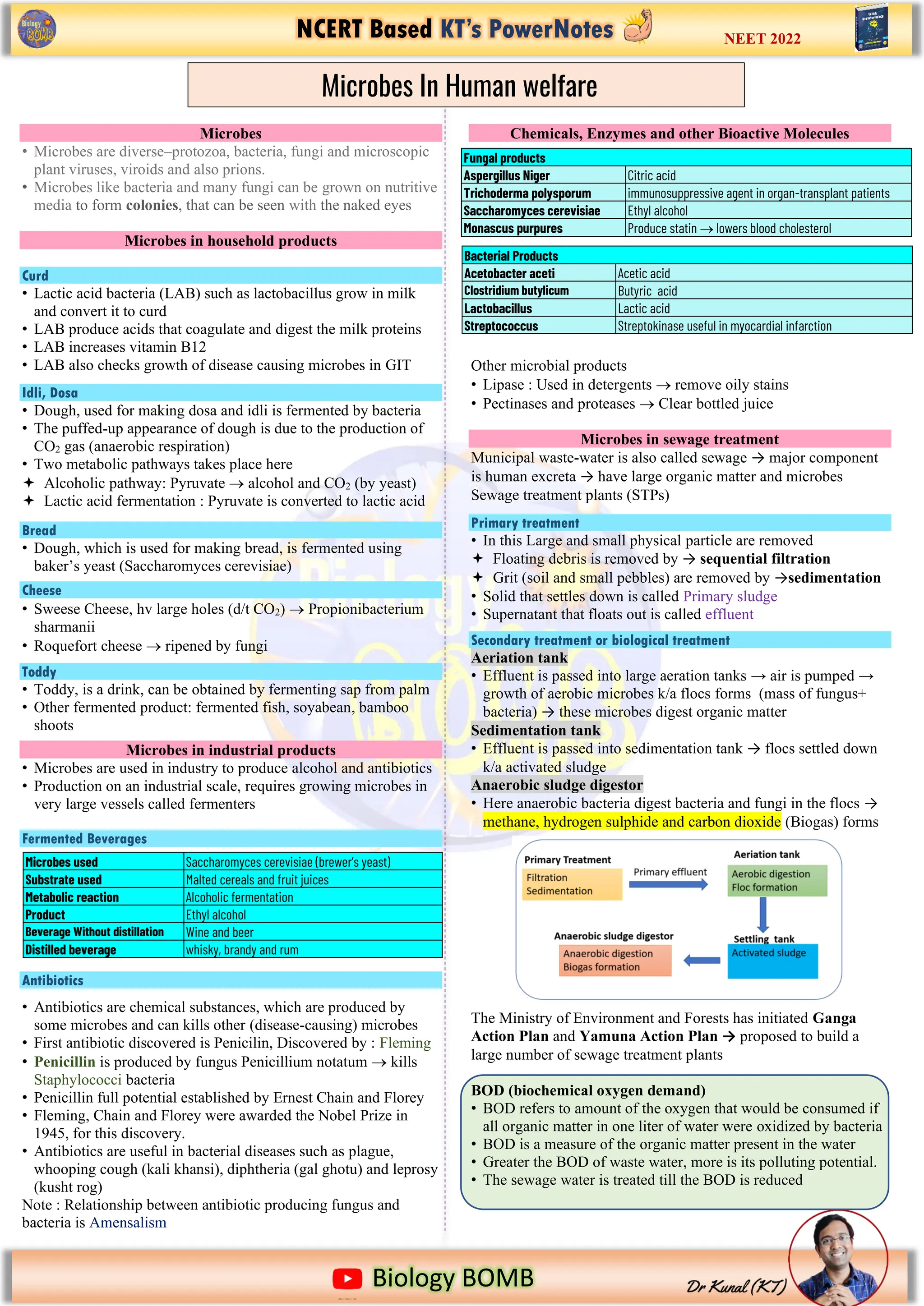 NCERT Based KT’s PowerNotes
https://www.google.com/imgres?imgurl=https%3A%2F%2Fi.pinimg.com%2Foriginals%2F2b%2Fd5%2F13%2F2bd5136ecf91f8f079093
Biology BOMB
NEET 2022
Microbes
• Microbes are diverse–protozoa, bacteria, fungi and microscopic
plant viruses, viroids and also prions.
• Microbes like bacteria and many fungi can be grown on nutritive
media to form colonies, that can be seen with the naked eyes
Microbes in household products
Curd
• Lactic acid bacteria (LAB) such as lactobacillus grow in milk
and convert it to curd
• LAB produce acids that coagulate and digest the milk proteins
• LAB increases vitamin B12
• LAB also checks growth of disease causing microbes in GIT
Idli, Dosa
• Dough, used for making dosa and idli is fermented by bacteria
• The puffed-up appearance of dough is due to the production of
CO2 gas (anaerobic respiration)
• Two metabolic pathways takes place here
 Alcoholic pathway: Pyruvate → alcohol and CO2 (by yeast)
 Lactic acid fermentation : Pyruvate is converted to lactic acid
Bread
• Dough, which is used for making bread, is fermented using
baker’s yeast (Saccharomyces cerevisiae)
Cheese
• Sweese Cheese, hv large holes (d/t CO2) → Propionibacterium
sharmanii
• Roquefort cheese → ripened by fungi
Toddy
• Toddy, is a drink, can be obtained by fermenting sap from palm
• Other fermented product: fermented fish, soyabean, bamboo
shoots
Microbes in industrial products
• Microbes are used in industry to produce alcohol and antibiotics
• Production on an industrial scale, requires growing microbes in
very large vessels called fermenters
Fermented Beverages
Antibiotics
• Antibiotics are chemical substances, which are produced by
some microbes and can kills other (disease-causing) microbes
• First antibiotic discovered is Penicilin, Discovered by : Fleming
• Penicillin is produced by fungus Penicillium notatum → kills
Staphylococci bacteria
• Penicillin full potential established by Ernest Chain and Florey
• Fleming, Chain and Florey were awarded the Nobel Prize in
1945, for this discovery.
• Antibiotics are useful in bacterial diseases such as plague,
whooping cough (kali khansi), diphtheria (gal ghotu) and leprosy
(kusht rog)
Note : Relationship between antibiotic producing fungus and
bacteria is Amensalism
Chemicals, Enzymes and other Bioactive Molecules
Other microbial products
• Lipase : Used in detergents → remove oily stains
• Pectinases and proteases → Clear bottled juice
Microbes in sewage treatment
Municipal waste-water is also called sewage → major component
is human excreta → have large organic matter and microbes
Sewage treatment plants (STPs)
Primary treatment
• In this Large and small physical particle are removed
 Floating debris is removed by → sequential filtration
 Grit (soil and small pebbles) are removed by →sedimentation
• Solid that settles down is called Primary sludge
• Supernatant that floats out is called effluent
Secondary treatment or biological treatment
Aeriation tank
• Effluent is passed into large aeration tanks → air is pumped →
growth of aerobic microbes k/a flocs forms (mass of fungus+
bacteria) → these microbes digest organic matter
Sedimentation tank
• Effluent is passed into sedimentation tank → flocs settled down
k/a activated sludge
Anaerobic sludge digestor
• Here anaerobic bacteria digest bacteria and fungi in the flocs →
methane, hydrogen sulphide and carbon dioxide (Biogas) forms
The Ministry of Environment and Forests has initiated Ganga
Action Plan and Yamuna Action Plan → proposed to build a
large number of sewage treatment plants
BOD (biochemical oxygen demand)
• BOD refers to amount of the oxygen that would be consumed if
all organic matter in one liter of water were oxidized by bacteria
• BOD is a measure of the organic matter present in the water
• Greater the BOD of waste water, more is its polluting potential.
• The sewage water is treated till the BOD is reduced
Microbes used Saccharomyces cerevisiae (brewer’s yeast)
Substrate used Malted cereals and fruit juices
Metabolic reaction Alcoholic fermentation
Product Ethyl alcohol
Beverage Without distillation Wine and beer
Distilled beverage whisky, brandy and rum
Microbes In Human welfare
Fungal products
Aspergillus Niger Citric acid
Trichoderma polysporum immunosuppressive agent in organ-transplant patients
Saccharomyces cerevisiae Ethyl alcohol
Monascus purpures Produce statin → lowers blood cholesterol
Bacterial Products
Acetobacter aceti Acetic acid
Clostridium butylicum Butyric acid
Lactobacillus Lactic acid
Streptococcus Streptokinase useful in myocardial infarction
 