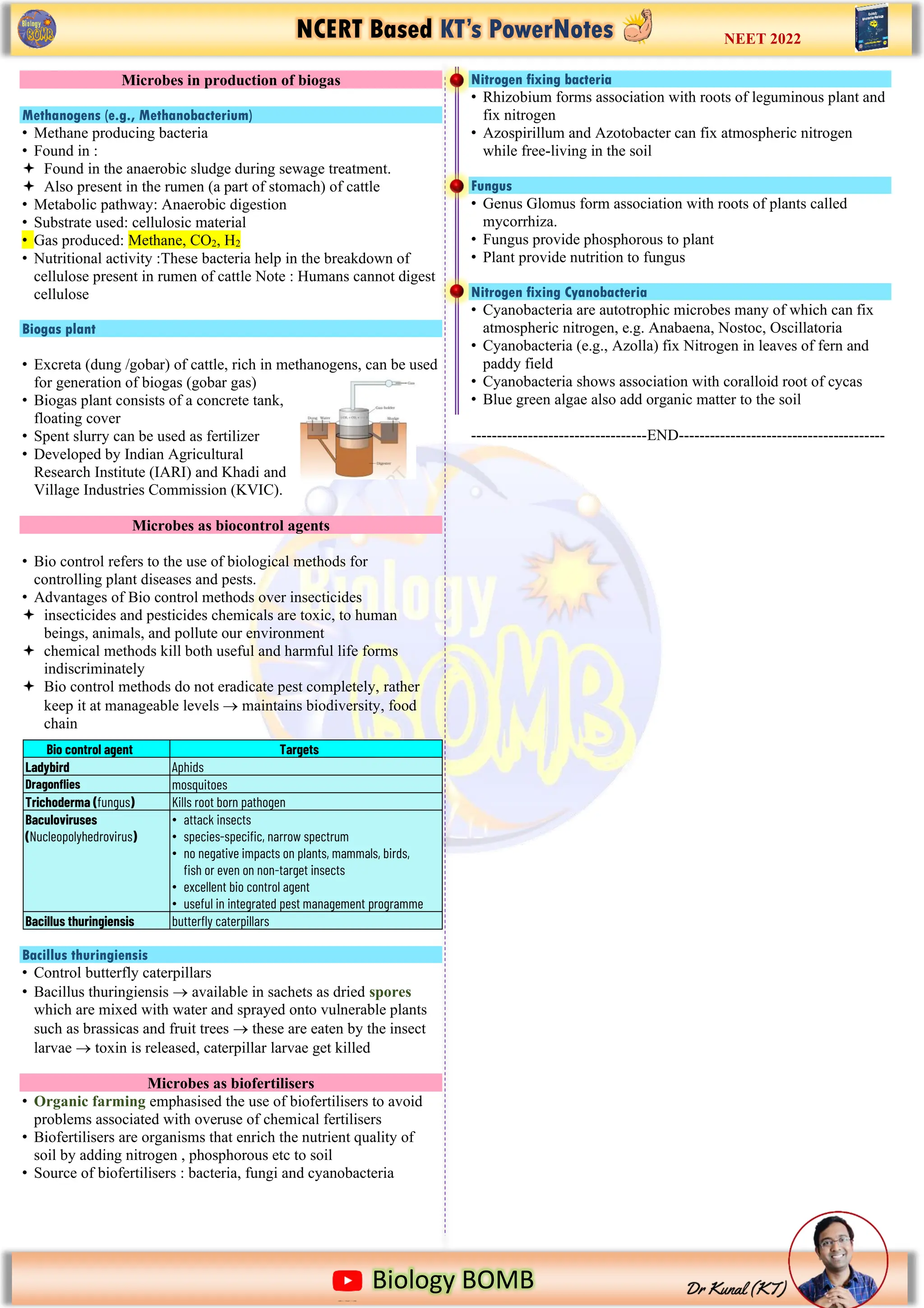 NCERT Based KT’s PowerNotes
https://www.google.com/imgres?imgurl=https%3A%2F%2Fi.pinimg.com%2Foriginals%2F2b%2Fd5%2F13%2F2bd5136ecf91f8f079093
Biology BOMB
NEET 2022
Microbes in production of biogas
Methanogens (e.g., Methanobacterium)
• Methane producing bacteria
• Found in :
 Found in the anaerobic sludge during sewage treatment.
 Also present in the rumen (a part of stomach) of cattle
• Metabolic pathway: Anaerobic digestion
• Substrate used: cellulosic material
• Gas produced: Methane, CO2, H2
• Nutritional activity :These bacteria help in the breakdown of
cellulose present in rumen of cattle Note : Humans cannot digest
cellulose
Biogas plant
• Excreta (dung /gobar) of cattle, rich in methanogens, can be used
for generation of biogas (gobar gas)
• Biogas plant consists of a concrete tank,
floating cover
• Spent slurry can be used as fertilizer
• Developed by Indian Agricultural
Research Institute (IARI) and Khadi and
Village Industries Commission (KVIC).
Microbes as biocontrol agents
• Bio control refers to the use of biological methods for
controlling plant diseases and pests.
• Advantages of Bio control methods over insecticides
 insecticides and pesticides chemicals are toxic, to human
beings, animals, and pollute our environment
 chemical methods kill both useful and harmful life forms
indiscriminately
 Bio control methods do not eradicate pest completely, rather
keep it at manageable levels → maintains biodiversity, food
chain
Bacillus thuringiensis
• Control butterfly caterpillars
• Bacillus thuringiensis → available in sachets as dried spores
which are mixed with water and sprayed onto vulnerable plants
such as brassicas and fruit trees → these are eaten by the insect
larvae → toxin is released, caterpillar larvae get killed
Microbes as biofertilisers
• Organic farming emphasised the use of biofertilisers to avoid
problems associated with overuse of chemical fertilisers
• Biofertilisers are organisms that enrich the nutrient quality of
soil by adding nitrogen , phosphorous etc to soil
• Source of biofertilisers : bacteria, fungi and cyanobacteria
Nitrogen fixing bacteria
• Rhizobium forms association with roots of leguminous plant and
fix nitrogen
• Azospirillum and Azotobacter can fix atmospheric nitrogen
while free-living in the soil
Fungus
• Genus Glomus form association with roots of plants called
mycorrhiza.
• Fungus provide phosphorous to plant
• Plant provide nutrition to fungus
Nitrogen fixing Cyanobacteria
• Cyanobacteria are autotrophic microbes many of which can fix
atmospheric nitrogen, e.g. Anabaena, Nostoc, Oscillatoria
• Cyanobacteria (e.g., Azolla) fix Nitrogen in leaves of fern and
paddy field
• Cyanobacteria shows association with coralloid root of cycas
• Blue green algae also add organic matter to the soil
----------------------------------END----------------------------------------
Bio control agent Targets
Ladybird Aphids
Dragonflies mosquitoes
Trichoderma (fungus) Kills root born pathogen
Baculoviruses
(Nucleopolyhedrovirus)
• attack insects
• species-specific, narrow spectrum
• no negative impacts on plants, mammals, birds,
fish or even on non-target insects
• excellent bio control agent
• useful in integrated pest management programme
Bacillus thuringiensis butterfly caterpillars
 