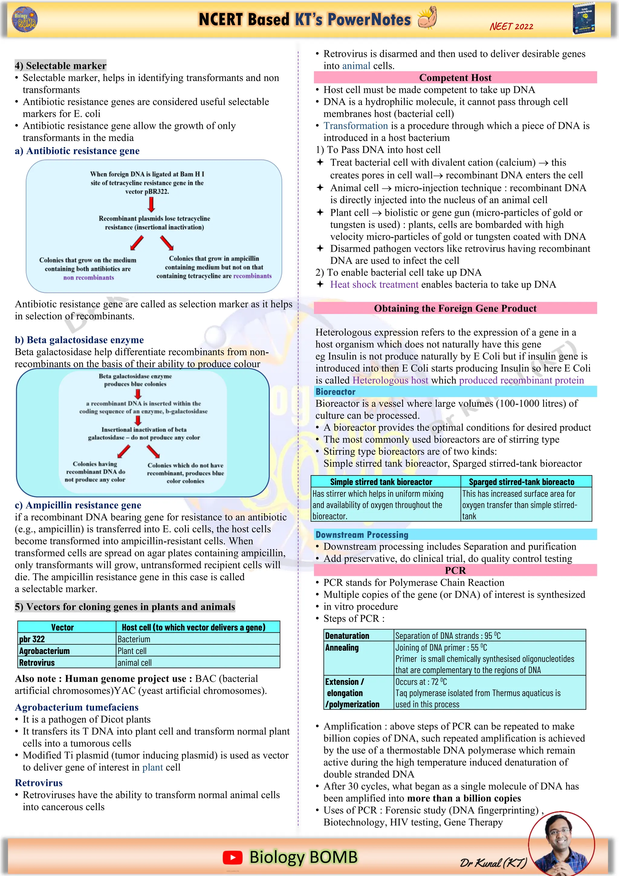 NCERT Based KT’s PowerNotes
https://www.google.com/imgres?imgurl=https%3A%2F%2Fi.pinimg.com%2Foriginals%2F2b%2Fd5%2F13%2F2bd5136ecf91f8f079093
Biology BOMB
NEET 2022
4) Selectable marker
• Selectable marker, helps in identifying transformants and non
transformants
• Antibiotic resistance genes are considered useful selectable
markers for E. coli
• Antibiotic resistance gene allow the growth of only
transformants in the media
a) Antibiotic resistance gene
Antibiotic resistance gene are called as selection marker as it helps
in selection of recombinants.
b) Beta galactosidase enzyme
Beta galactosidase help differentiate recombinants from non-
recombinants on the basis of their ability to produce colour
c) Ampicillin resistance gene
if a recombinant DNA bearing gene for resistance to an antibiotic
(e.g., ampicillin) is transferred into E. coli cells, the host cells
become transformed into ampicillin-resistant cells. When
transformed cells are spread on agar plates containing ampicillin,
only transformants will grow, untransformed recipient cells will
die. The ampicillin resistance gene in this case is called
a selectable marker.
5) Vectors for cloning genes in plants and animals
Also note : Human genome project use : BAC (bacterial
artificial chromosomes)YAC (yeast artificial chromosomes).
Agrobacterium tumefaciens
• It is a pathogen of Dicot plants
• It transfers its T DNA into plant cell and transform normal plant
cells into a tumorous cells
• Modified Ti plasmid (tumor inducing plasmid) is used as vector
to deliver gene of interest in plant cell
Retrovirus
• Retroviruses have the ability to transform normal animal cells
into cancerous cells
• Retrovirus is disarmed and then used to deliver desirable genes
into animal cells.
Competent Host
• Host cell must be made competent to take up DNA
• DNA is a hydrophilic molecule, it cannot pass through cell
membranes host (bacterial cell)
• Transformation is a procedure through which a piece of DNA is
introduced in a host bacterium
1) To Pass DNA into host cell
 Treat bacterial cell with divalent cation (calcium) → this
creates pores in cell wall→ recombinant DNA enters the cell
 Animal cell → micro-injection technique : recombinant DNA
is directly injected into the nucleus of an animal cell
 Plant cell → biolistic or gene gun (micro-particles of gold or
tungsten is used) : plants, cells are bombarded with high
velocity micro-particles of gold or tungsten coated with DNA
 Disarmed pathogen vectors like retrovirus having recombinant
DNA are used to infect the cell
2) To enable bacterial cell take up DNA
 Heat shock treatment enables bacteria to take up DNA
Obtaining the Foreign Gene Product
Heterologous expression refers to the expression of a gene in a
host organism which does not naturally have this gene
eg Insulin is not produce naturally by E Coli but if insulin gene is
introduced into then E Coli starts producing Insulin so here E Coli
is called Heterologous host which produced recombinant protein
Bioreactor
Bioreactor is a vessel where large volumes (100-1000 litres) of
culture can be processed.
• A bioreactor provides the optimal conditions for desired product
• The most commonly used bioreactors are of stirring type
• Stirring type bioreactors are of two kinds:
Simple stirred tank bioreactor, Sparged stirred-tank bioreactor
Downstream Processing
• Downstream processing includes Separation and purification
• Add preservative, do clinical trial, do quality control testing
PCR
• PCR stands for Polymerase Chain Reaction
• Multiple copies of the gene (or DNA) of interest is synthesized
• in vitro procedure
• Steps of PCR :
• Amplification : above steps of PCR can be repeated to make
billion copies of DNA, such repeated amplification is achieved
by the use of a thermostable DNA polymerase which remain
active during the high temperature induced denaturation of
double stranded DNA
• After 30 cycles, what began as a single molecule of DNA has
been amplified into more than a billion copies
• Uses of PCR : Forensic study (DNA fingerprinting) ,
Biotechnology, HIV testing, Gene Therapy
Denaturation Separation of DNA strands : 95 0
C
Annealing Joining of DNA primer : 55 0
C
Primer is small chemically synthesised oligonucleotides
that are complementary to the regions of DNA
Extension /
elongation
/polymerization
Occurs at : 72 0
C
Taq polymerase isolated from Thermus aquaticus is
used in this process
Vector Host cell (to which vector delivers a gene)
pbr 322 Bacterium
Agrobacterium Plant cell
Retrovirus animal cell
Simple stirred tank bioreactor Sparged stirred-tank bioreacto
Has stirrer which helps in uniform mixing
and availability of oxygen throughout the
bioreactor.
This has increased surface area for
oxygen transfer than simple stirred-
tank
 