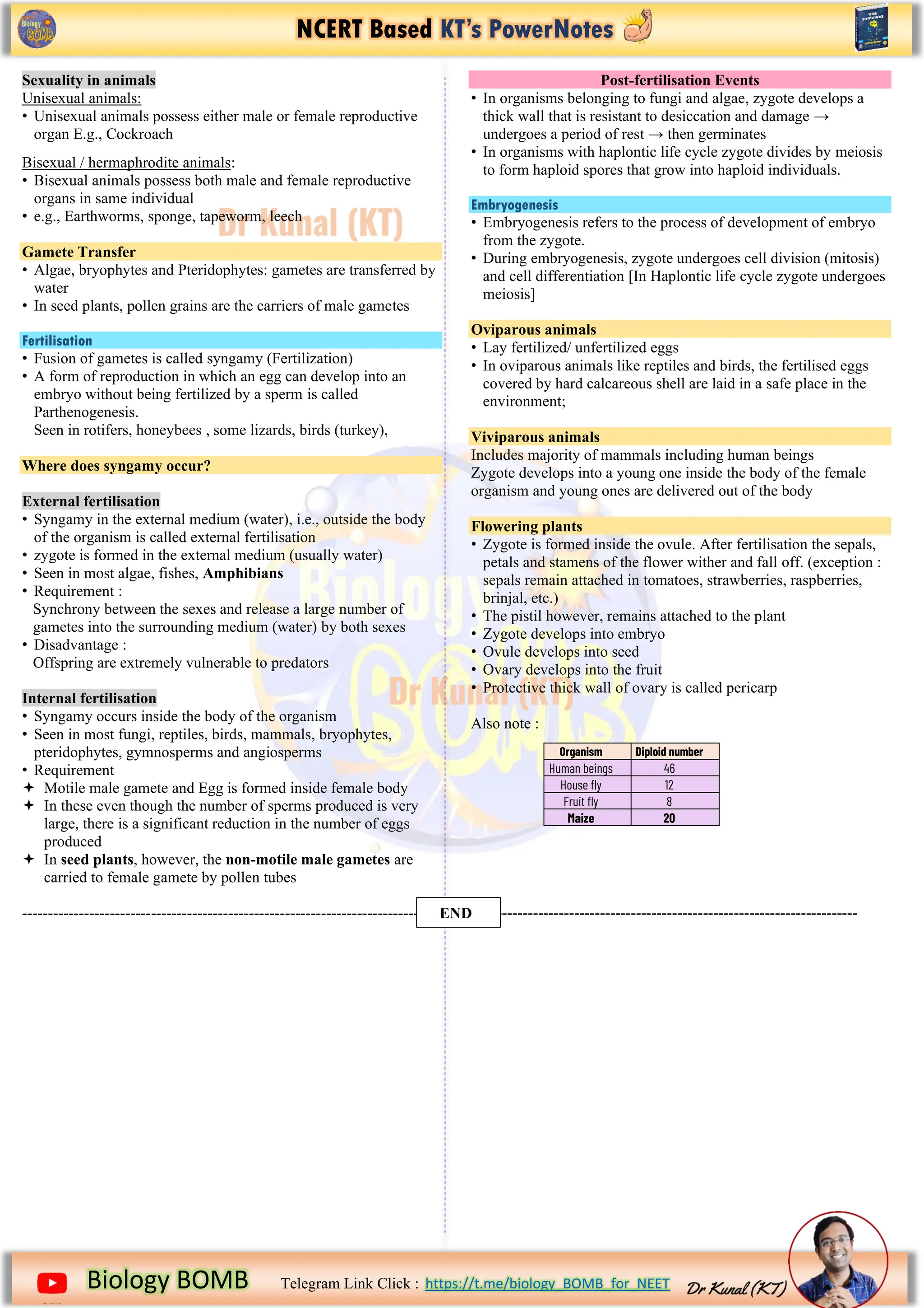 NCERT Based KT’s PowerNotes
https://www.google.com/imgres?imgurl=https%3A%2F%2Fi.pinimg.com%2Foriginals%2F2b%2Fd5%2F13%2F2bd5136ecf91f8f079093
Biology BOMB Telegram Link Click : https://t.me/biology_BOMB_for_NEET
Sexuality in animals
Unisexual animals:
• Unisexual animals possess either male or female reproductive
organ E.g., Cockroach
Bisexual / hermaphrodite animals:
• Bisexual animals possess both male and female reproductive
organs in same individual
• e.g., Earthworms, sponge, tapeworm, leech
Gamete Transfer
• Algae, bryophytes and Pteridophytes: gametes are transferred by
water
• In seed plants, pollen grains are the carriers of male gametes
Fertilisation
• Fusion of gametes is called syngamy (Fertilization)
• A form of reproduction in which an egg can develop into an
embryo without being fertilized by a sperm is called
Parthenogenesis.
Seen in rotifers, honeybees , some lizards, birds (turkey),
Where does syngamy occur?
External fertilisation
• Syngamy in the external medium (water), i.e., outside the body
of the organism is called external fertilisation
• zygote is formed in the external medium (usually water)
• Seen in most algae, fishes, Amphibians
• Requirement :
Synchrony between the sexes and release a large number of
gametes into the surrounding medium (water) by both sexes
• Disadvantage :
Offspring are extremely vulnerable to predators
Internal fertilisation
• Syngamy occurs inside the body of the organism
• Seen in most fungi, reptiles, birds, mammals, bryophytes,
pteridophytes, gymnosperms and angiosperms
• Requirement
 Motile male gamete and Egg is formed inside female body
 In these even though the number of sperms produced is very
large, there is a significant reduction in the number of eggs
produced
 In seed plants, however, the non-motile male gametes are
carried to female gamete by pollen tubes
-----------------------------------------------------------------------------
Post-fertilisation Events
• In organisms belonging to fungi and algae, zygote develops a
thick wall that is resistant to desiccation and damage →
undergoes a period of rest → then germinates
• In organisms with haplontic life cycle zygote divides by meiosis
to form haploid spores that grow into haploid individuals.
Embryogenesis
• Embryogenesis refers to the process of development of embryo
from the zygote.
• During embryogenesis, zygote undergoes cell division (mitosis)
and cell differentiation [In Haplontic life cycle zygote undergoes
meiosis]
Oviparous animals
• Lay fertilized/ unfertilized eggs
• In oviparous animals like reptiles and birds, the fertilised eggs
covered by hard calcareous shell are laid in a safe place in the
environment;
Viviparous animals
Includes majority of mammals including human beings
Zygote develops into a young one inside the body of the female
organism and young ones are delivered out of the body
Flowering plants
• Zygote is formed inside the ovule. After fertilisation the sepals,
petals and stamens of the flower wither and fall off. (exception :
sepals remain attached in tomatoes, strawberries, raspberries,
brinjal, etc.)
• The pistil however, remains attached to the plant
• Zygote develops into embryo
• Ovule develops into seed
• Ovary develops into the fruit
• Protective thick wall of ovary is called pericarp
Also note :
---------------------------------------------------------------------------
Organism Diploid number
Human beings 46
House fly 12
Fruit fly 8
Maize 20
END
 