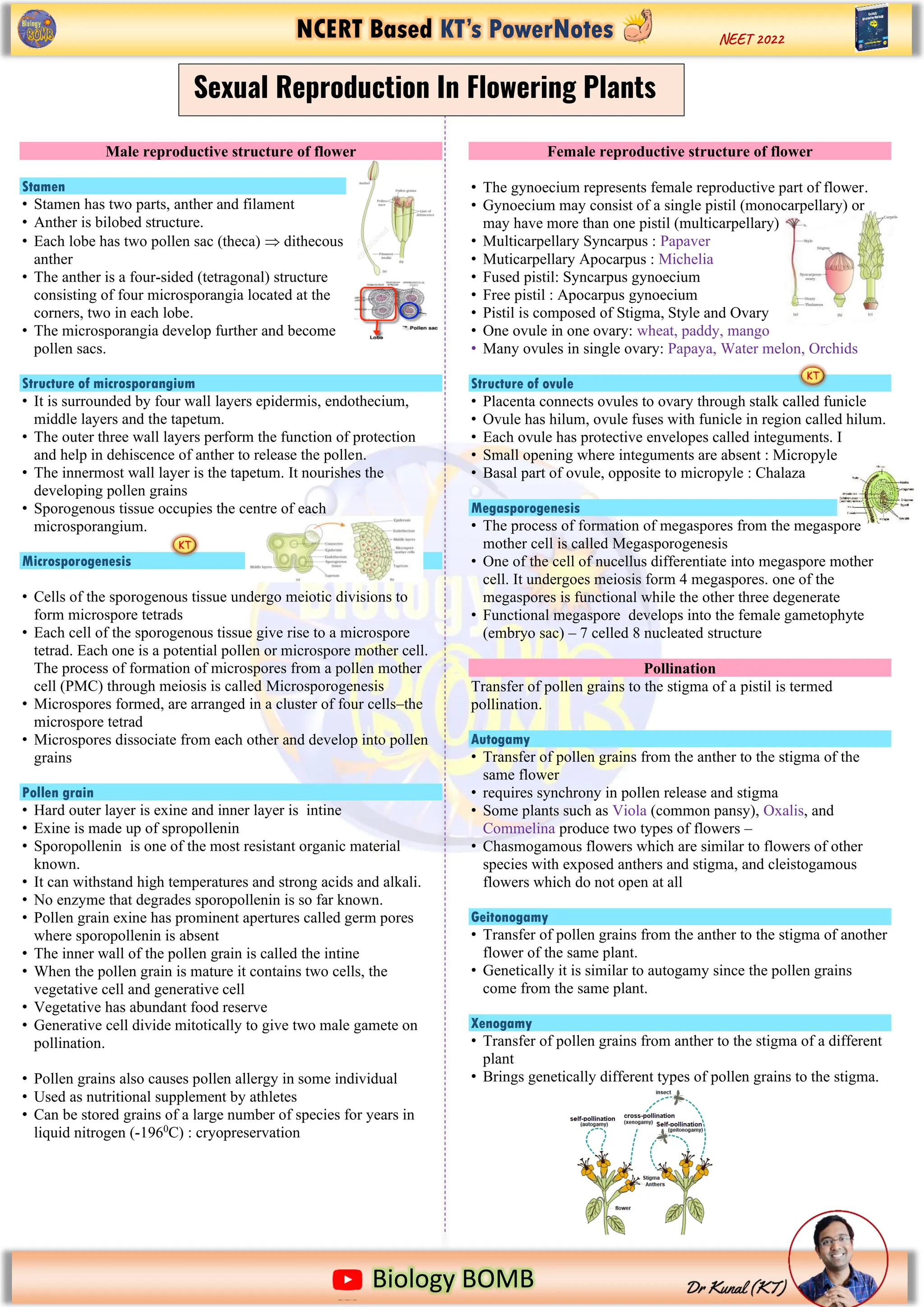 NCERT Based KT’s PowerNotes
https://www.google.com/imgres?imgurl=https%3A%2F%2Fi.pinimg.com%2Foriginals%2F2b%2Fd5%2F13%2F2bd5136ecf91f8f079093
Biology BOMB
NEET 2022
Male reproductive structure of flower
Stamen
• Stamen has two parts, anther and filament
• Anther is bilobed structure.
• Each lobe has two pollen sac (theca)  dithecous
anther
• The anther is a four-sided (tetragonal) structure
consisting of four microsporangia located at the
corners, two in each lobe.
• The microsporangia develop further and become
pollen sacs.
Structure of microsporangium
• It is surrounded by four wall layers epidermis, endothecium,
middle layers and the tapetum.
• The outer three wall layers perform the function of protection
and help in dehiscence of anther to release the pollen.
• The innermost wall layer is the tapetum. It nourishes the
developing pollen grains
• Sporogenous tissue occupies the centre of each
microsporangium.
Microsporogenesis
• Cells of the sporogenous tissue undergo meiotic divisions to
form microspore tetrads
• Each cell of the sporogenous tissue give rise to a microspore
tetrad. Each one is a potential pollen or microspore mother cell.
The process of formation of microspores from a pollen mother
cell (PMC) through meiosis is called Microsporogenesis
• Microspores formed, are arranged in a cluster of four cells–the
microspore tetrad
• Microspores dissociate from each other and develop into pollen
grains
Pollen grain
• Hard outer layer is exine and inner layer is intine
• Exine is made up of spropollenin
• Sporopollenin is one of the most resistant organic material
known.
• It can withstand high temperatures and strong acids and alkali.
• No enzyme that degrades sporopollenin is so far known.
• Pollen grain exine has prominent apertures called germ pores
where sporopollenin is absent
• The inner wall of the pollen grain is called the intine
• When the pollen grain is mature it contains two cells, the
vegetative cell and generative cell
• Vegetative has abundant food reserve
• Generative cell divide mitotically to give two male gamete on
pollination.
• Pollen grains also causes pollen allergy in some individual
• Used as nutritional supplement by athletes
• Can be stored grains of a large number of species for years in
liquid nitrogen (-1960
C) : cryopreservation
Female reproductive structure of flower
• The gynoecium represents female reproductive part of flower.
• Gynoecium may consist of a single pistil (monocarpellary) or
may have more than one pistil (multicarpellary)
• Multicarpellary Syncarpus : Papaver
• Muticarpellary Apocarpus : Michelia
• Fused pistil: Syncarpus gynoecium
• Free pistil : Apocarpus gynoecium
• Pistil is composed of Stigma, Style and Ovary
• One ovule in one ovary: wheat, paddy, mango
• Many ovules in single ovary: Papaya, Water melon, Orchids
Structure of ovule
• Placenta connects ovules to ovary through stalk called funicle
• Ovule has hilum, ovule fuses with funicle in region called hilum.
• Each ovule has protective envelopes called integuments. I
• Small opening where integuments are absent : Micropyle
• Basal part of ovule, opposite to micropyle : Chalaza
Megasporogenesis
• The process of formation of megaspores from the megaspore
mother cell is called Megasporogenesis
• One of the cell of nucellus differentiate into megaspore mother
cell. It undergoes meiosis form 4 megaspores. one of the
megaspores is functional while the other three degenerate
• Functional megaspore develops into the female gametophyte
(embryo sac) – 7 celled 8 nucleated structure
Pollination
Transfer of pollen grains to the stigma of a pistil is termed
pollination.
Autogamy
• Transfer of pollen grains from the anther to the stigma of the
same flower
• requires synchrony in pollen release and stigma
• Some plants such as Viola (common pansy), Oxalis, and
Commelina produce two types of flowers –
• Chasmogamous flowers which are similar to flowers of other
species with exposed anthers and stigma, and cleistogamous
flowers which do not open at all
Geitonogamy
• Transfer of pollen grains from the anther to the stigma of another
flower of the same plant.
• Genetically it is similar to autogamy since the pollen grains
come from the same plant.
Xenogamy
• Transfer of pollen grains from anther to the stigma of a different
plant
• Brings genetically different types of pollen grains to the stigma.
Sexual Reproduction In Flowering Plants
 