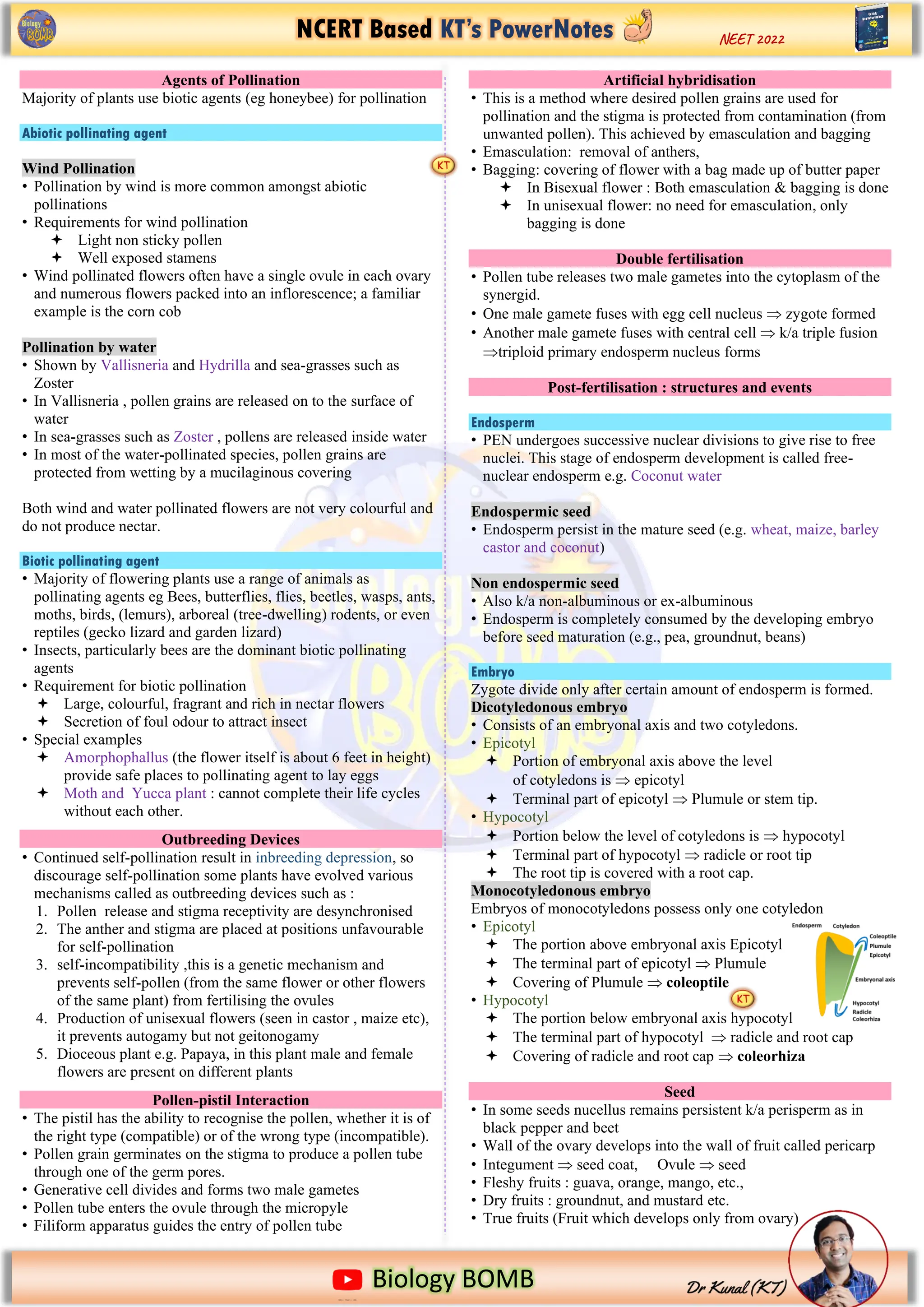 NCERT Based KT’s PowerNotes
https://www.google.com/imgres?imgurl=https%3A%2F%2Fi.pinimg.com%2Foriginals%2F2b%2Fd5%2F13%2F2bd5136ecf91f8f079093
Biology BOMB
NEET 2022
Agents of Pollination
Majority of plants use biotic agents (eg honeybee) for pollination
Abiotic pollinating agent
Wind Pollination
• Pollination by wind is more common amongst abiotic
pollinations
• Requirements for wind pollination
 Light non sticky pollen
 Well exposed stamens
• Wind pollinated flowers often have a single ovule in each ovary
and numerous flowers packed into an inflorescence; a familiar
example is the corn cob
Pollination by water
• Shown by Vallisneria and Hydrilla and sea-grasses such as
Zoster
• In Vallisneria , pollen grains are released on to the surface of
water
• In sea-grasses such as Zoster , pollens are released inside water
• In most of the water-pollinated species, pollen grains are
protected from wetting by a mucilaginous covering
Both wind and water pollinated flowers are not very colourful and
do not produce nectar.
Biotic pollinating agent
• Majority of flowering plants use a range of animals as
pollinating agents eg Bees, butterflies, flies, beetles, wasps, ants,
moths, birds, (lemurs), arboreal (tree-dwelling) rodents, or even
reptiles (gecko lizard and garden lizard)
• Insects, particularly bees are the dominant biotic pollinating
agents
• Requirement for biotic pollination
 Large, colourful, fragrant and rich in nectar flowers
 Secretion of foul odour to attract insect
• Special examples
 Amorphophallus (the flower itself is about 6 feet in height)
provide safe places to pollinating agent to lay eggs
 Moth and Yucca plant : cannot complete their life cycles
without each other.
Outbreeding Devices
• Continued self-pollination result in inbreeding depression, so
discourage self-pollination some plants have evolved various
mechanisms called as outbreeding devices such as :
1. Pollen release and stigma receptivity are desynchronised
2. The anther and stigma are placed at positions unfavourable
for self-pollination
3. self-incompatibility ,this is a genetic mechanism and
prevents self-pollen (from the same flower or other flowers
of the same plant) from fertilising the ovules
4. Production of unisexual flowers (seen in castor , maize etc),
it prevents autogamy but not geitonogamy
5. Dioceous plant e.g. Papaya, in this plant male and female
flowers are present on different plants
Pollen-pistil Interaction
• The pistil has the ability to recognise the pollen, whether it is of
the right type (compatible) or of the wrong type (incompatible).
• Pollen grain germinates on the stigma to produce a pollen tube
through one of the germ pores.
• Generative cell divides and forms two male gametes
• Pollen tube enters the ovule through the micropyle
• Filiform apparatus guides the entry of pollen tube
Artificial hybridisation
• This is a method where desired pollen grains are used for
pollination and the stigma is protected from contamination (from
unwanted pollen). This achieved by emasculation and bagging
• Emasculation: removal of anthers,
• Bagging: covering of flower with a bag made up of butter paper
 In Bisexual flower : Both emasculation & bagging is done
 In unisexual flower: no need for emasculation, only
bagging is done
Double fertilisation
• Pollen tube releases two male gametes into the cytoplasm of the
synergid.
• One male gamete fuses with egg cell nucleus  zygote formed
• Another male gamete fuses with central cell  k/a triple fusion
triploid primary endosperm nucleus forms
Post-fertilisation : structures and events
Endosperm
• PEN undergoes successive nuclear divisions to give rise to free
nuclei. This stage of endosperm development is called free-
nuclear endosperm e.g. Coconut water
Endospermic seed
• Endosperm persist in the mature seed (e.g. wheat, maize, barley
castor and coconut)
Non endospermic seed
• Also k/a non-albuminous or ex-albuminous
• Endosperm is completely consumed by the developing embryo
before seed maturation (e.g., pea, groundnut, beans)
Embryo
Zygote divide only after certain amount of endosperm is formed.
Dicotyledonous embryo
• Consists of an embryonal axis and two cotyledons.
• Epicotyl
 Portion of embryonal axis above the level
of cotyledons is  epicotyl
 Terminal part of epicotyl  Plumule or stem tip.
• Hypocotyl
 Portion below the level of cotyledons is  hypocotyl
 Terminal part of hypocotyl  radicle or root tip
 The root tip is covered with a root cap.
Monocotyledonous embryo
Embryos of monocotyledons possess only one cotyledon
• Epicotyl
 The portion above embryonal axis Epicotyl
 The terminal part of epicotyl  Plumule
 Covering of Plumule  coleoptile
• Hypocotyl
 The portion below embryonal axis hypocotyl
 The terminal part of hypocotyl  radicle and root cap
 Covering of radicle and root cap  coleorhiza
Seed
• In some seeds nucellus remains persistent k/a perisperm as in
black pepper and beet
• Wall of the ovary develops into the wall of fruit called pericarp
• Integument  seed coat, Ovule  seed
• Fleshy fruits : guava, orange, mango, etc.,
• Dry fruits : groundnut, and mustard etc.
• True fruits (Fruit which develops only from ovary)
 