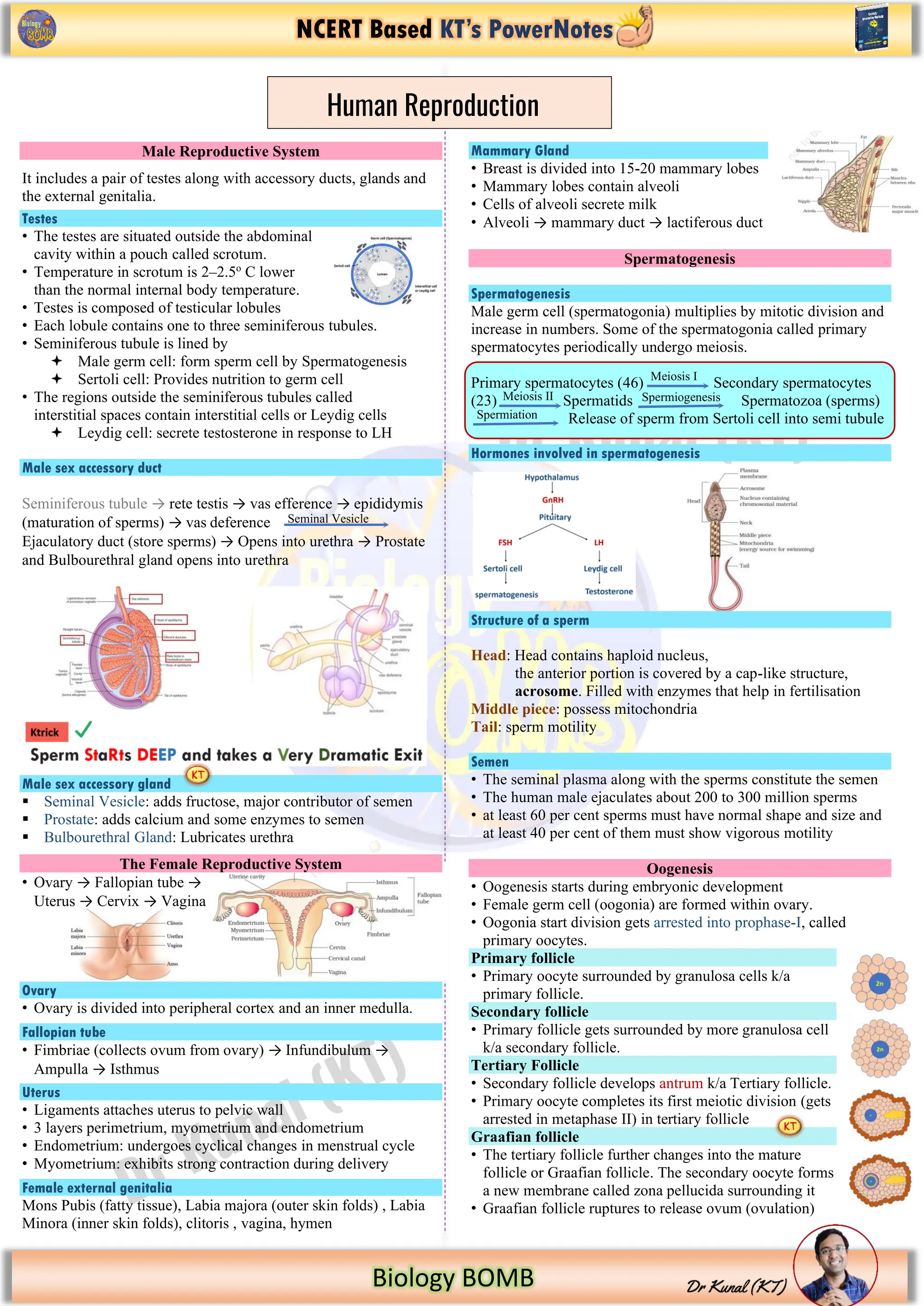 NCERT Based KT’s PowerNotes
Biology BOMB
Male Reproductive System
It includes a pair of testes along with accessory ducts, glands and
the external genitalia.
Testes
• The testes are situated outside the abdominal
cavity within a pouch called scrotum.
• Temperature in scrotum is 2–2.5o
C lower
than the normal internal body temperature.
• Testes is composed of testicular lobules
• Each lobule contains one to three seminiferous tubules.
• Seminiferous tubule is lined by
 Male germ cell: form sperm cell by Spermatogenesis
 Sertoli cell: Provides nutrition to germ cell
• The regions outside the seminiferous tubules called
interstitial spaces contain interstitial cells or Leydig cells
 Leydig cell: secrete testosterone in response to LH
Male sex accessory duct
Seminiferous tubule → rete testis → vas efference → epididymis
(maturation of sperms) → vas deference
Ejaculatory duct (store sperms) → Opens into urethra → Prostate
and Bulbourethral gland opens into urethra
Male sex accessory gland
▪ Seminal Vesicle: adds fructose, major contributor of semen
▪ Prostate: adds calcium and some enzymes to semen
▪ Bulbourethral Gland: Lubricates urethra
The Female Reproductive System
• Ovary → Fallopian tube →
Uterus → Cervix → Vagina
Ovary
• Ovary is divided into peripheral cortex and an inner medulla.
Fallopian tube
• Fimbriae (collects ovum from ovary) → Infundibulum →
Ampulla → Isthmus
Uterus
• Ligaments attaches uterus to pelvic wall
• 3 layers perimetrium, myometrium and endometrium
• Endometrium: undergoes cyclical changes in menstrual cycle
• Myometrium: exhibits strong contraction during delivery
Female external genitalia
Mons Pubis (fatty tissue), Labia majora (outer skin folds) , Labia
Minora (inner skin folds), clitoris , vagina, hymen
Mammary Gland
• Breast is divided into 15-20 mammary lobes
• Mammary lobes contain alveoli
• Cells of alveoli secrete milk
• Alveoli → mammary duct → lactiferous duct
Spermatogenesis
Spermatogenesis
Male germ cell (spermatogonia) multiplies by mitotic division and
increase in numbers. Some of the spermatogonia called primary
spermatocytes periodically undergo meiosis.
Primary spermatocytes (46) Secondary spermatocytes
(23) Spermatids Spermatozoa (sperms)
Release of sperm from Sertoli cell into semi tubule
Hormones involved in spermatogenesis
Structure of a sperm
Head: Head contains haploid nucleus,
the anterior portion is covered by a cap-like structure,
acrosome. Filled with enzymes that help in fertilisation
Middle piece: possess mitochondria
Tail: sperm motility
Semen
• The seminal plasma along with the sperms constitute the semen
• The human male ejaculates about 200 to 300 million sperms
• at least 60 per cent sperms must have normal shape and size and
at least 40 per cent of them must show vigorous motility
Oogenesis
• Oogenesis starts during embryonic development
• Female germ cell (oogonia) are formed within ovary.
• Oogonia start division gets arrested into prophase-I, called
primary oocytes.
Primary follicle
• Primary oocyte surrounded by granulosa cells k/a
primary follicle.
Secondary follicle
• Primary follicle gets surrounded by more granulosa cell
k/a secondary follicle.
Tertiary Follicle
• Secondary follicle develops antrum k/a Tertiary follicle.
• Primary oocyte completes its first meiotic division (gets
arrested in metaphase II) in tertiary follicle
Graafian follicle
• The tertiary follicle further changes into the mature
follicle or Graafian follicle. The secondary oocyte forms
a new membrane called zona pellucida surrounding it
• Graafian follicle ruptures to release ovum (ovulation)
Human Reproduction
Seminal Vesicle
Meiosis I
Meiosis II Spermiogenesis
Spermiation
 