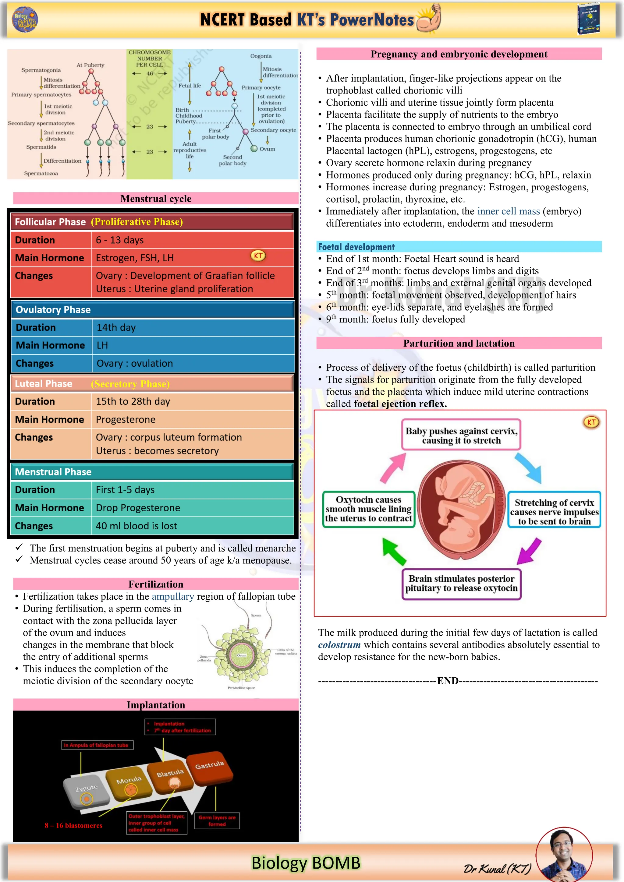 NCERT Based KT’s PowerNotes
Biology BOMB
Menstrual cycle
✓ The first menstruation begins at puberty and is called menarche
✓ Menstrual cycles cease around 50 years of age k/a menopause.
Fertilization
• Fertilization takes place in the ampullary region of fallopian tube
• During fertilisation, a sperm comes in
contact with the zona pellucida layer
of the ovum and induces
changes in the membrane that block
the entry of additional sperms
• This induces the completion of the
meiotic division of the secondary oocyte
Implantation
Pregnancy and embryonic development
• After implantation, finger-like projections appear on the
trophoblast called chorionic villi
• Chorionic villi and uterine tissue jointly form placenta
• Placenta facilitate the supply of nutrients to the embryo
• The placenta is connected to embryo through an umbilical cord
• Placenta produces human chorionic gonadotropin (hCG), human
Placental lactogen (hPL), estrogens, progestogens, etc
• Ovary secrete hormone relaxin during pregnancy
• Hormones produced only during pregnancy: hCG, hPL, relaxin
• Hormones increase during pregnancy: Estrogen, progestogens,
cortisol, prolactin, thyroxine, etc.
• Immediately after implantation, the inner cell mass (embryo)
differentiates into ectoderm, endoderm and mesoderm
Foetal development
• End of 1st month: Foetal Heart sound is heard
• End of 2nd
month: foetus develops limbs and digits
• End of 3rd
months: limbs and external genital organs developed
• 5th
month: foetal movement observed, development of hairs
• 6th
month: eye-lids separate, and eyelashes are formed
• 9th
month: foetus fully developed
Parturition and lactation
• Process of delivery of the foetus (childbirth) is called parturition
• The signals for parturition originate from the fully developed
foetus and the placenta which induce mild uterine contractions
called foetal ejection reflex.
The milk produced during the initial few days of lactation is called
colostrum which contains several antibodies absolutely essential to
develop resistance for the new-born babies.
----------------------------------END----------------------------------------
8 – 16 blastomeres
(Proliferative Phase)
(Secretory Phase)
 