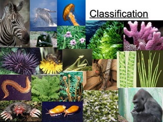 Classification

 