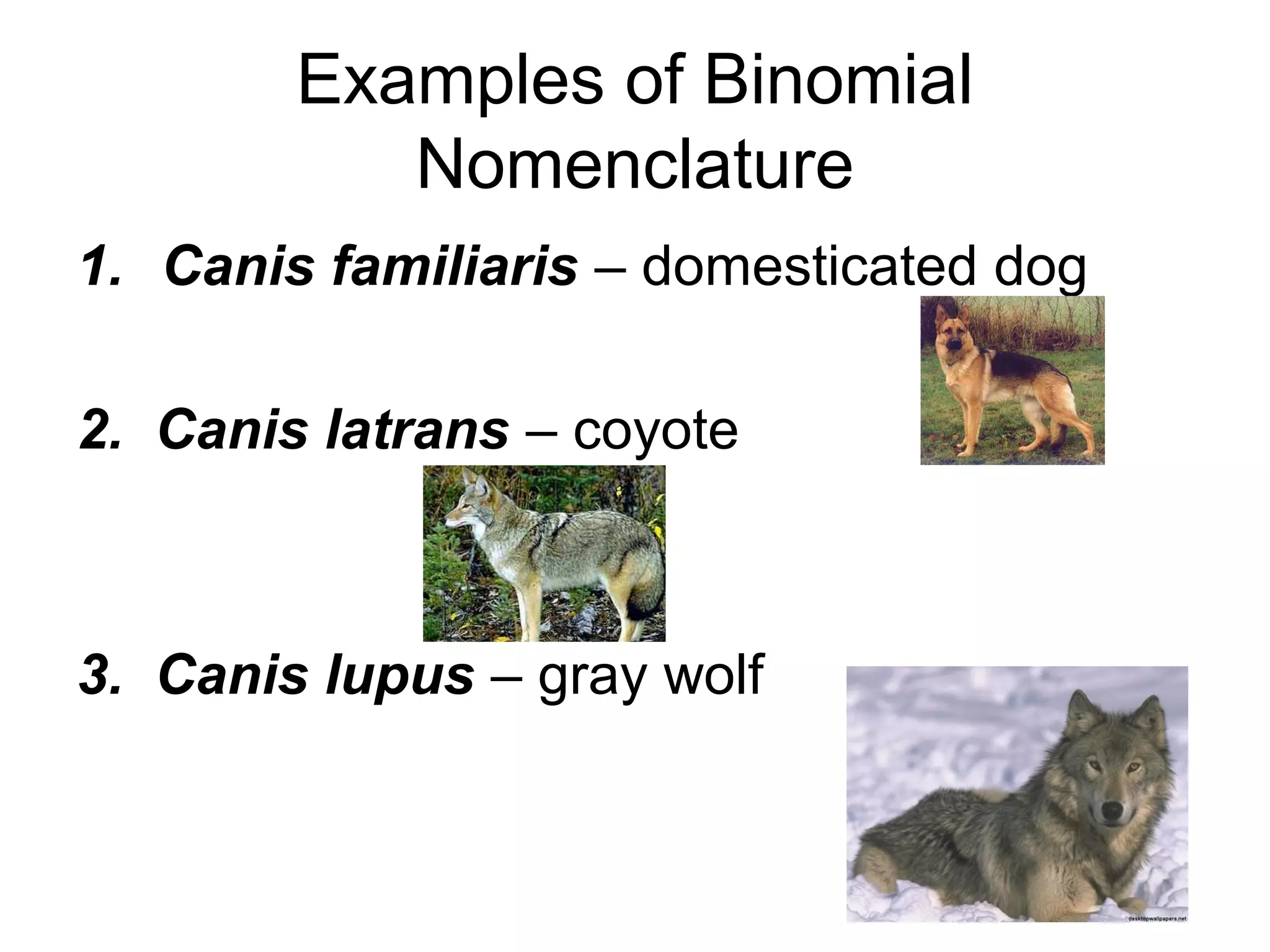 Examples of Binomial
Nomenclature
1. Canis familiaris – domesticated dog
2. Canis latrans – coyote
3. Canis lupus – gray wolf